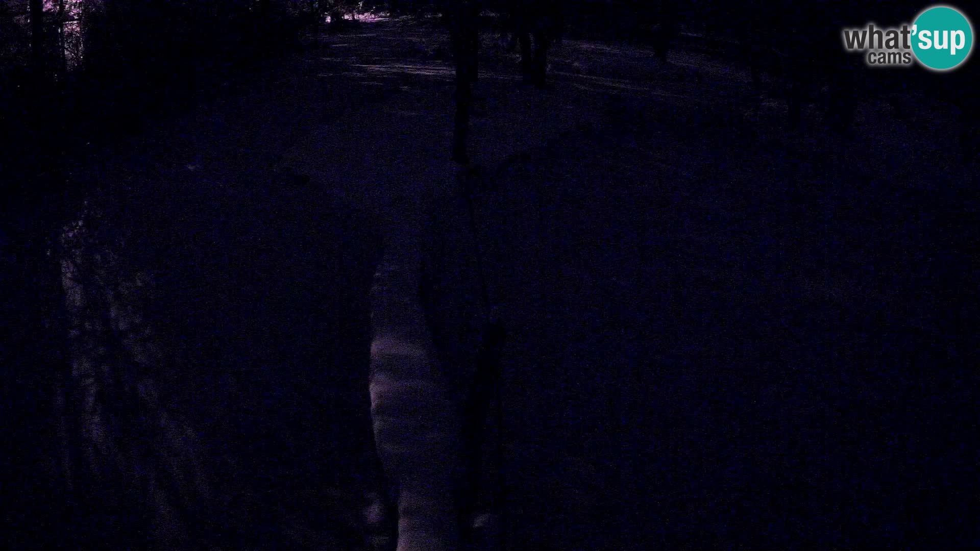 Schwarzweiße Vari Zoo Ljubljana webcam