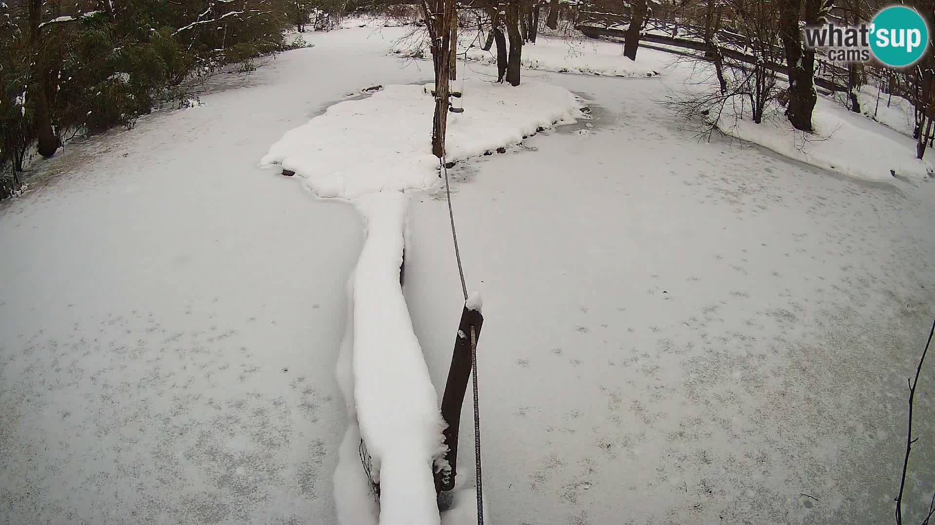 Black and white ruffed lemur Ljubljana Zoo live cam