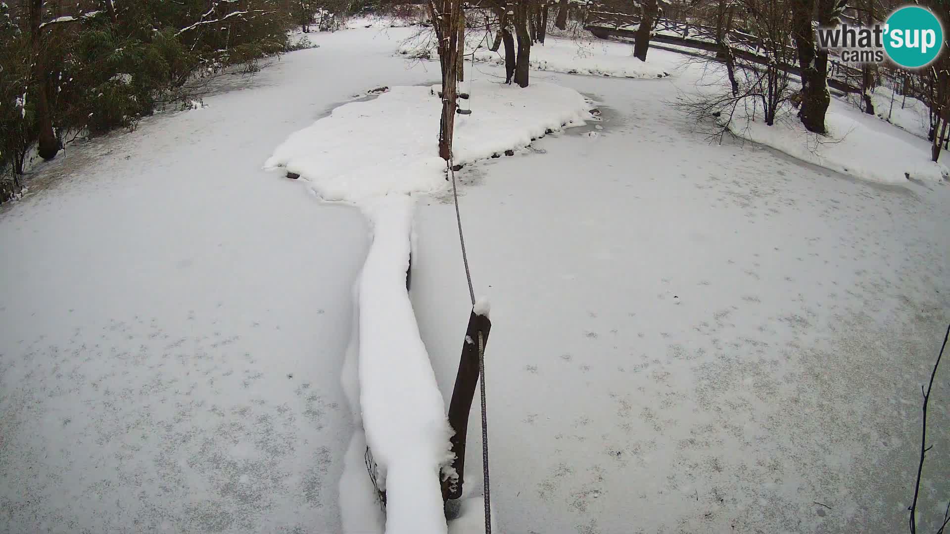 Black and white ruffed lemur Ljubljana Zoo live cam