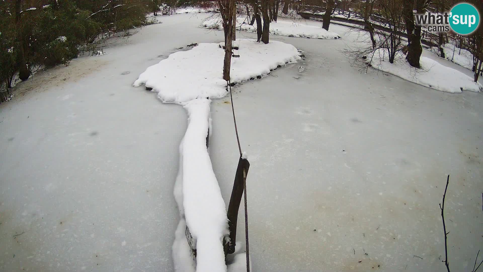 Schwarzweiße Vari Zoo Ljubljana webcam