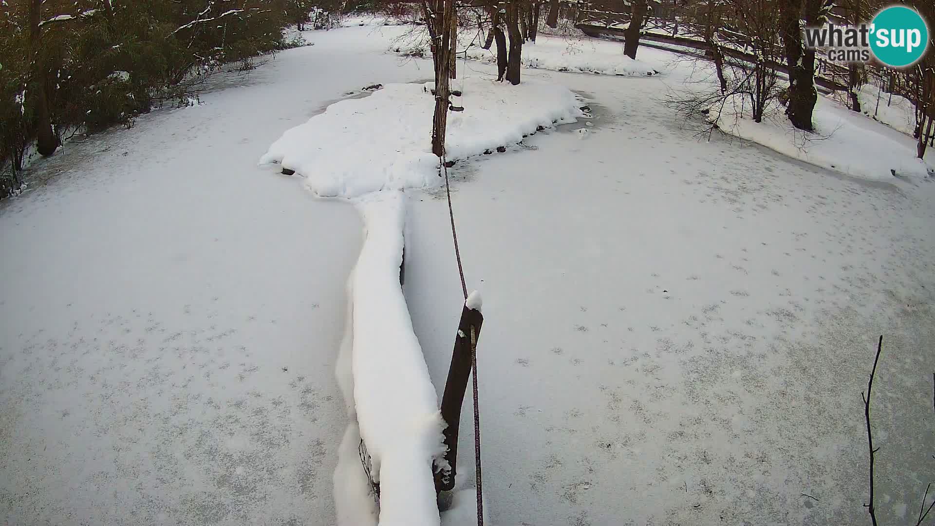 Vari bianconero Zoo Ljubljana webcam
