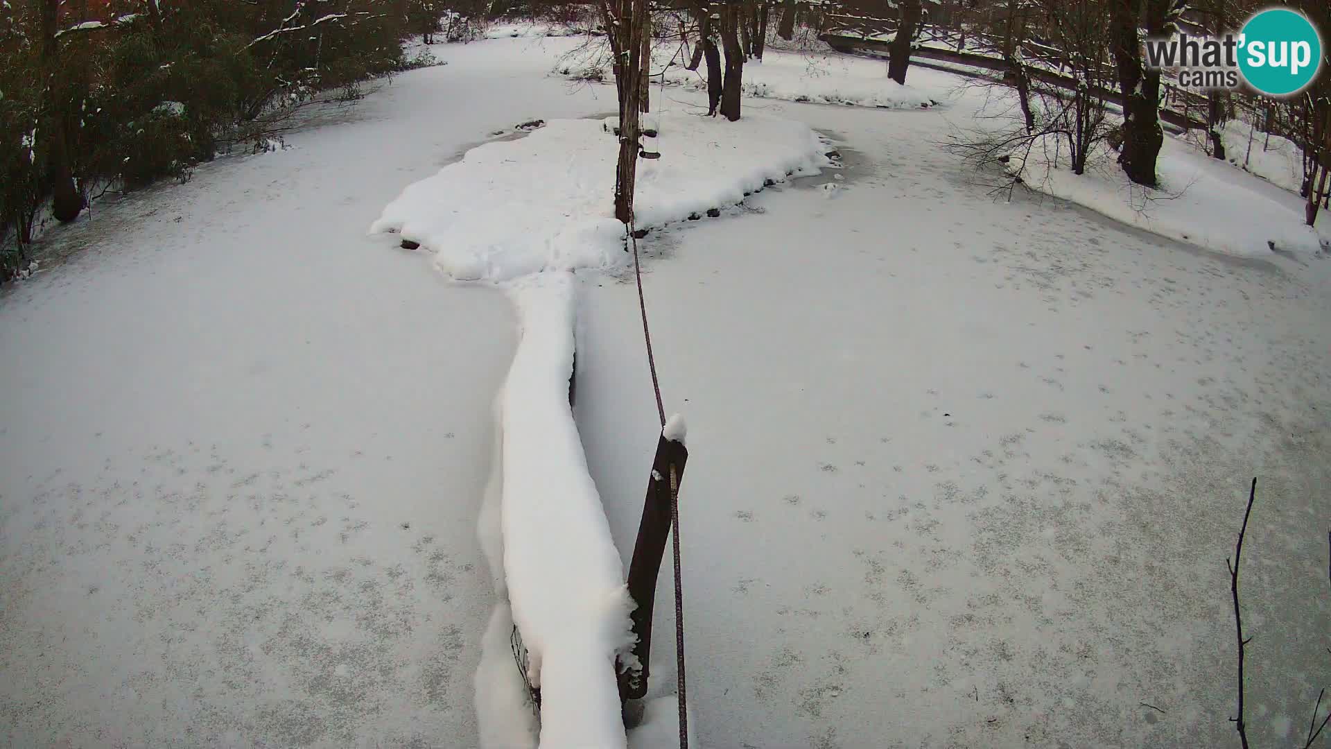 Navadni vari v živo – Ljubljana živalski vrt