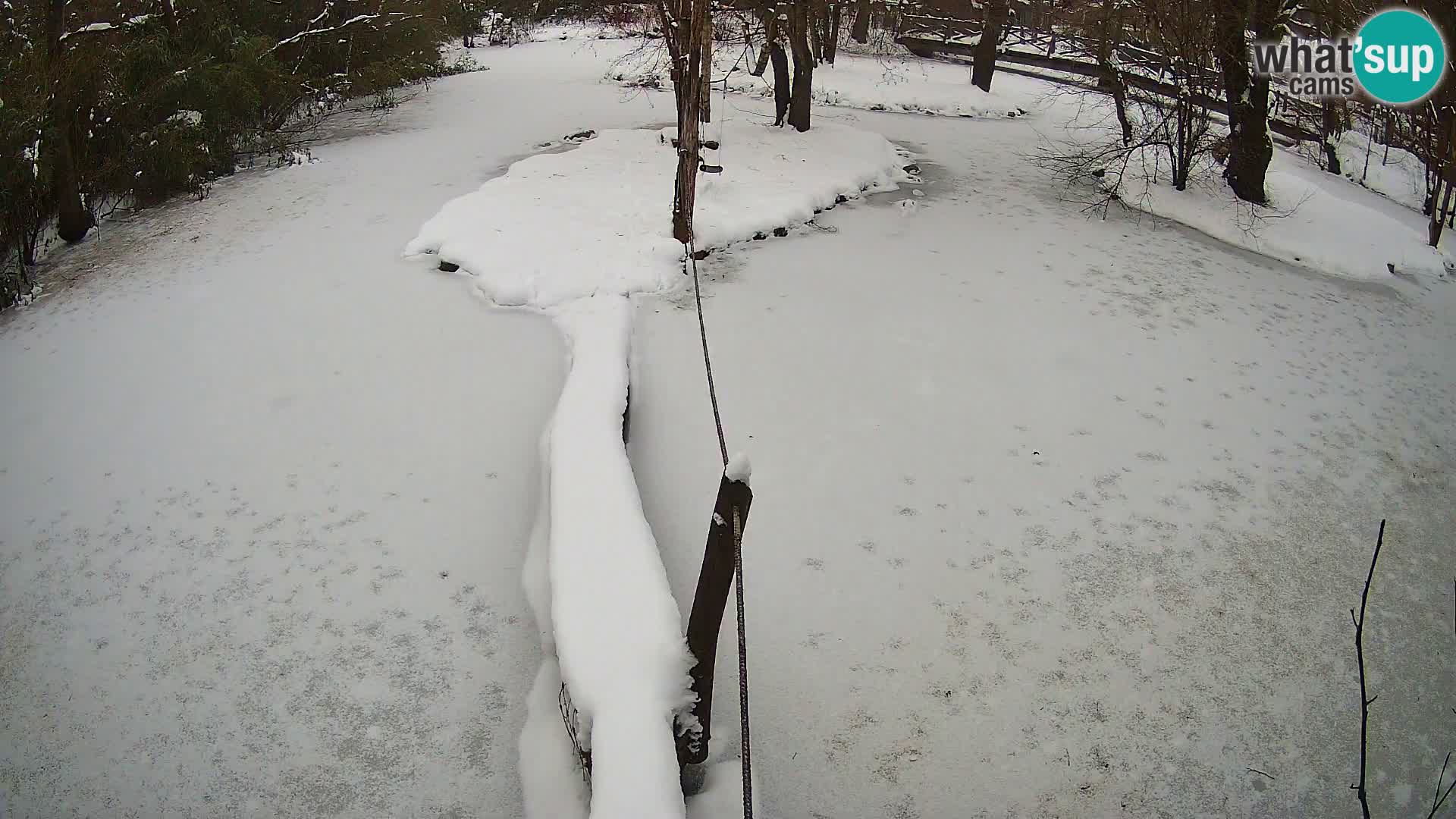 Vari bianconero Zoo Ljubljana webcam