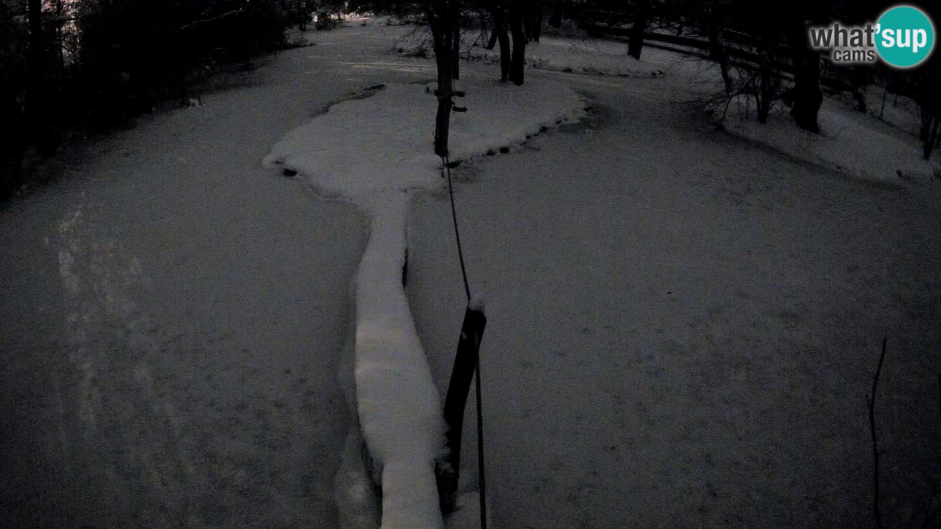 Black and white ruffed lemur Ljubljana Zoo live cam