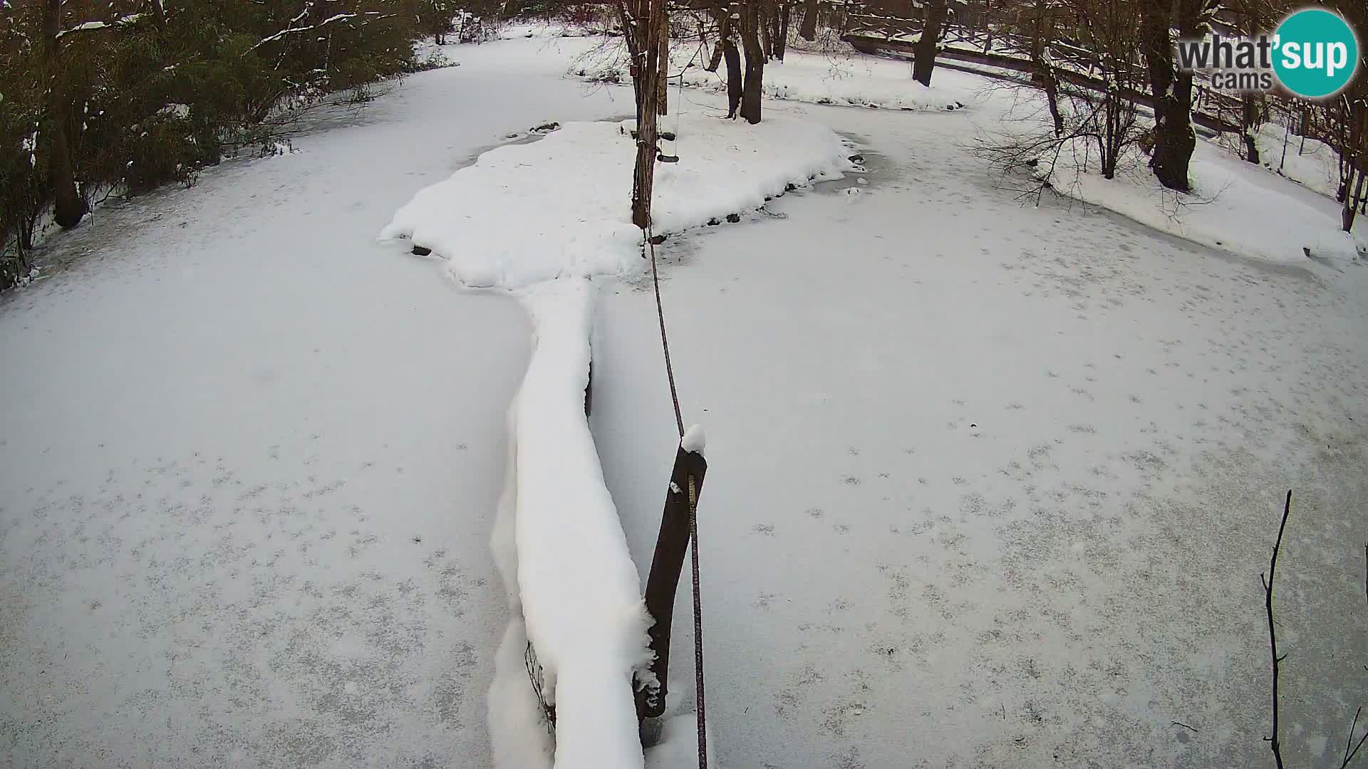 Vari bianconero Zoo Ljubljana webcam