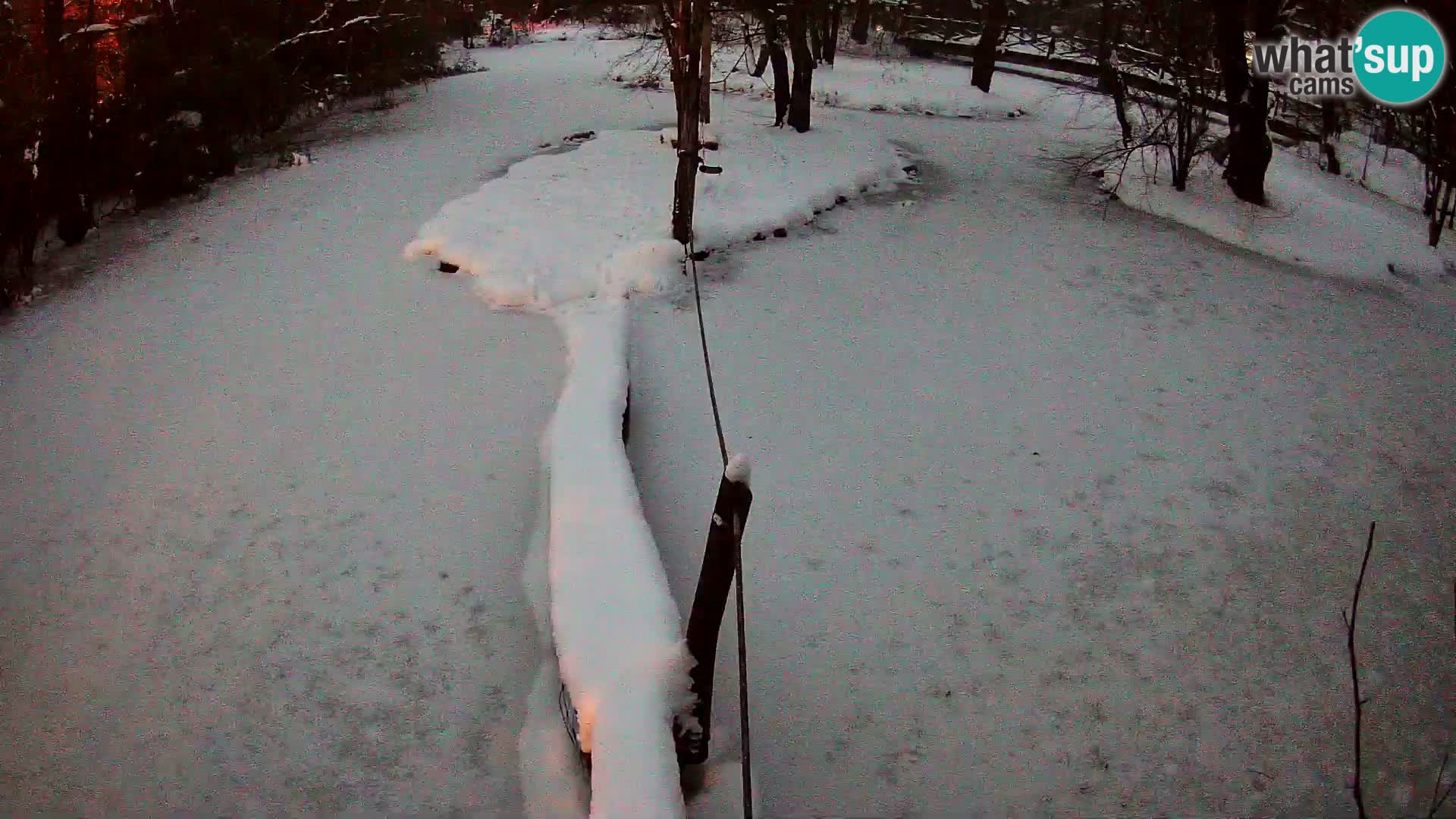 Schwarzweiße Vari Zoo Ljubljana webcam