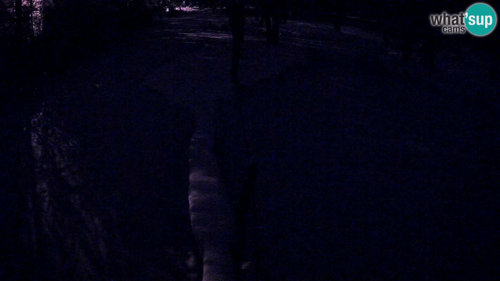 Vari bianconero Zoo Ljubljana webcam