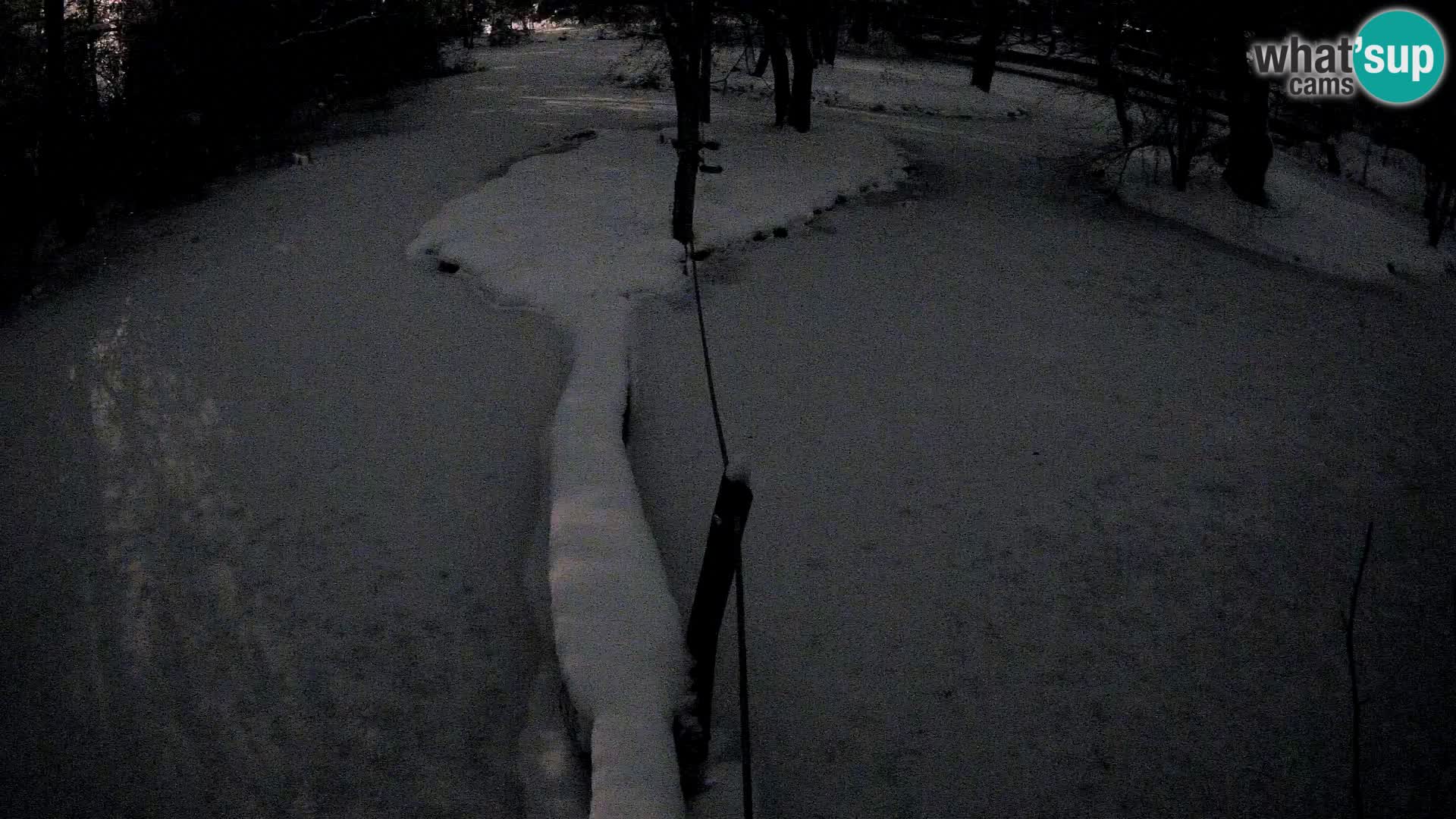 Vari noir et blanc – Ljubljana ZOO  livecam