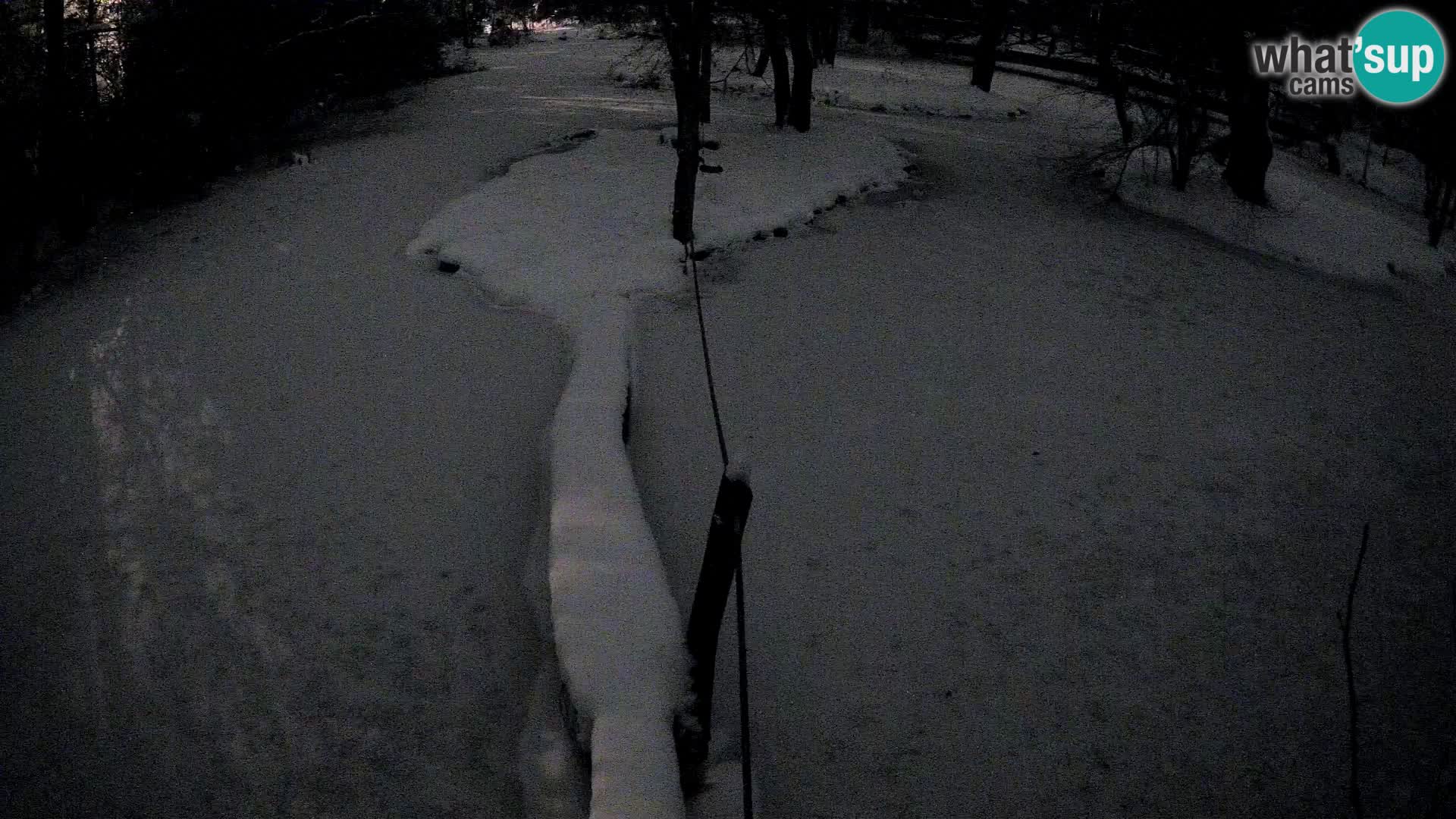 Vari noir et blanc – Ljubljana ZOO  livecam