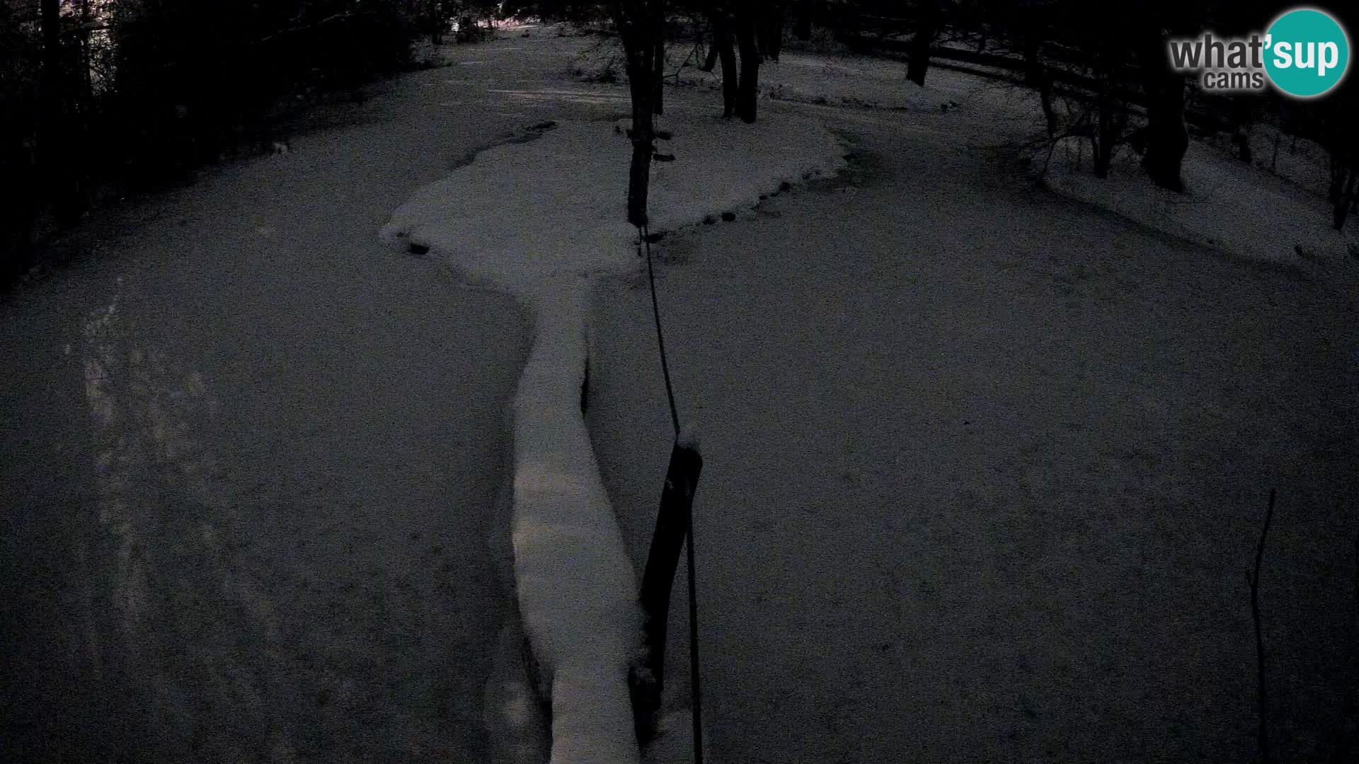 Black and white ruffed lemur Ljubljana Zoo live cam