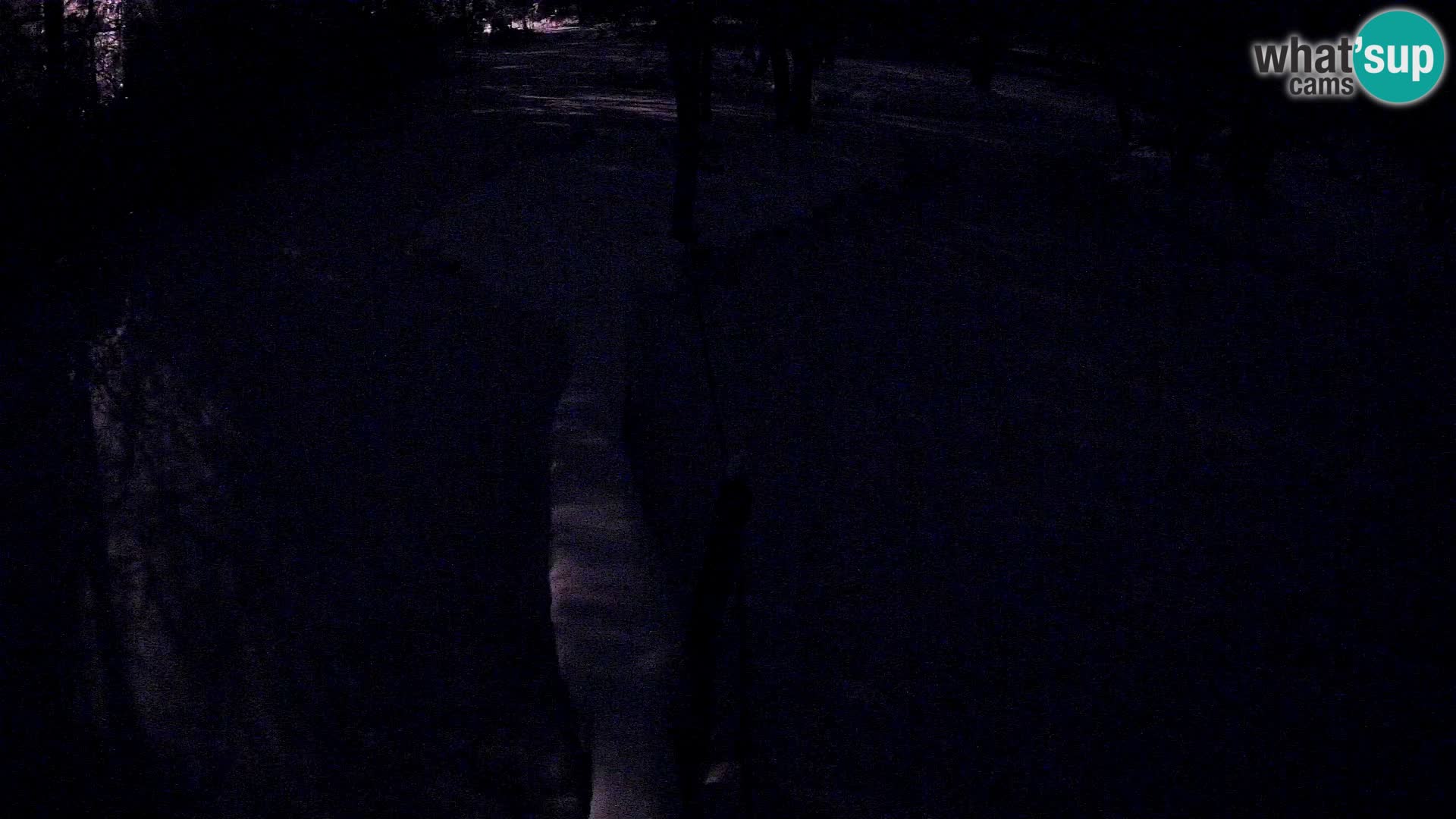 Navadni vari v živo – Ljubljana živalski vrt