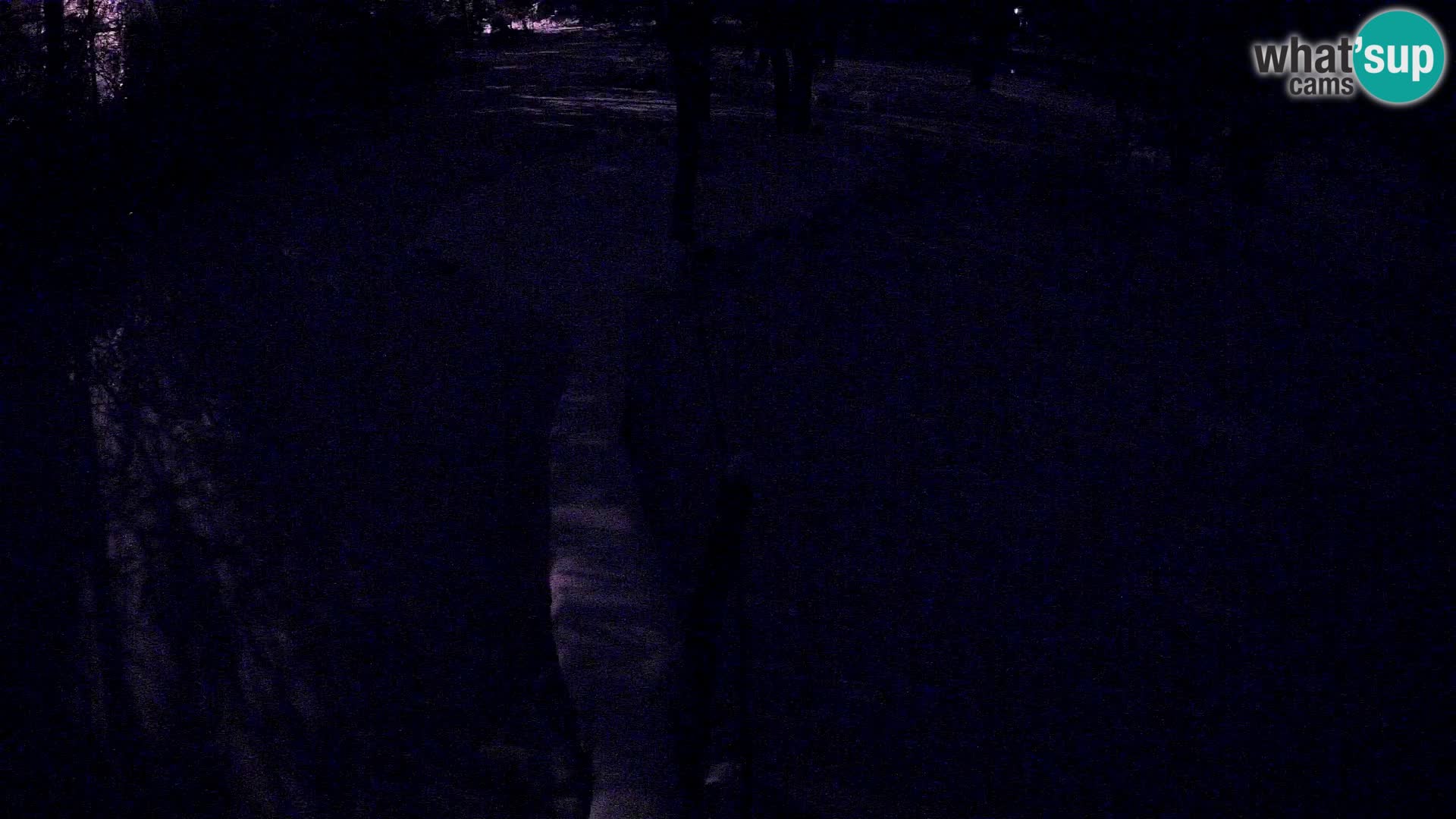 Vari noir et blanc – Ljubljana ZOO  livecam