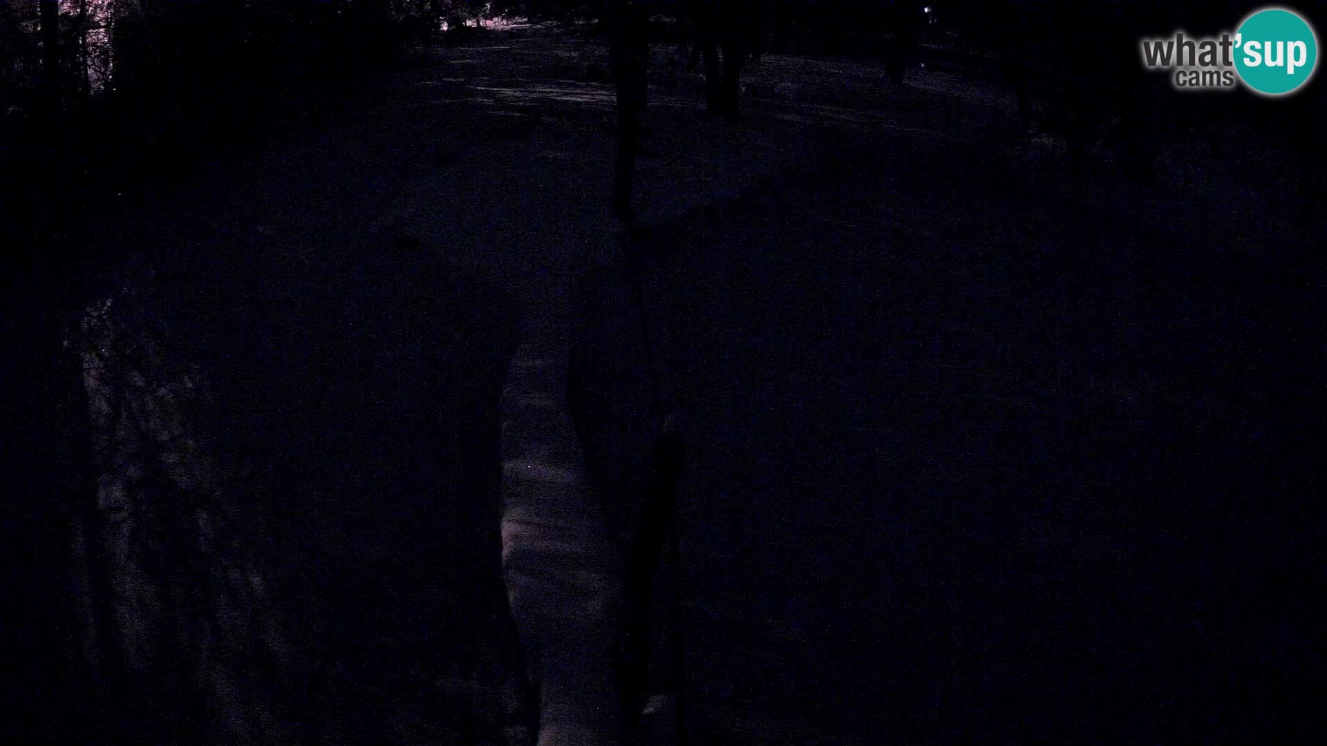 Vari noir et blanc – Ljubljana ZOO  livecam