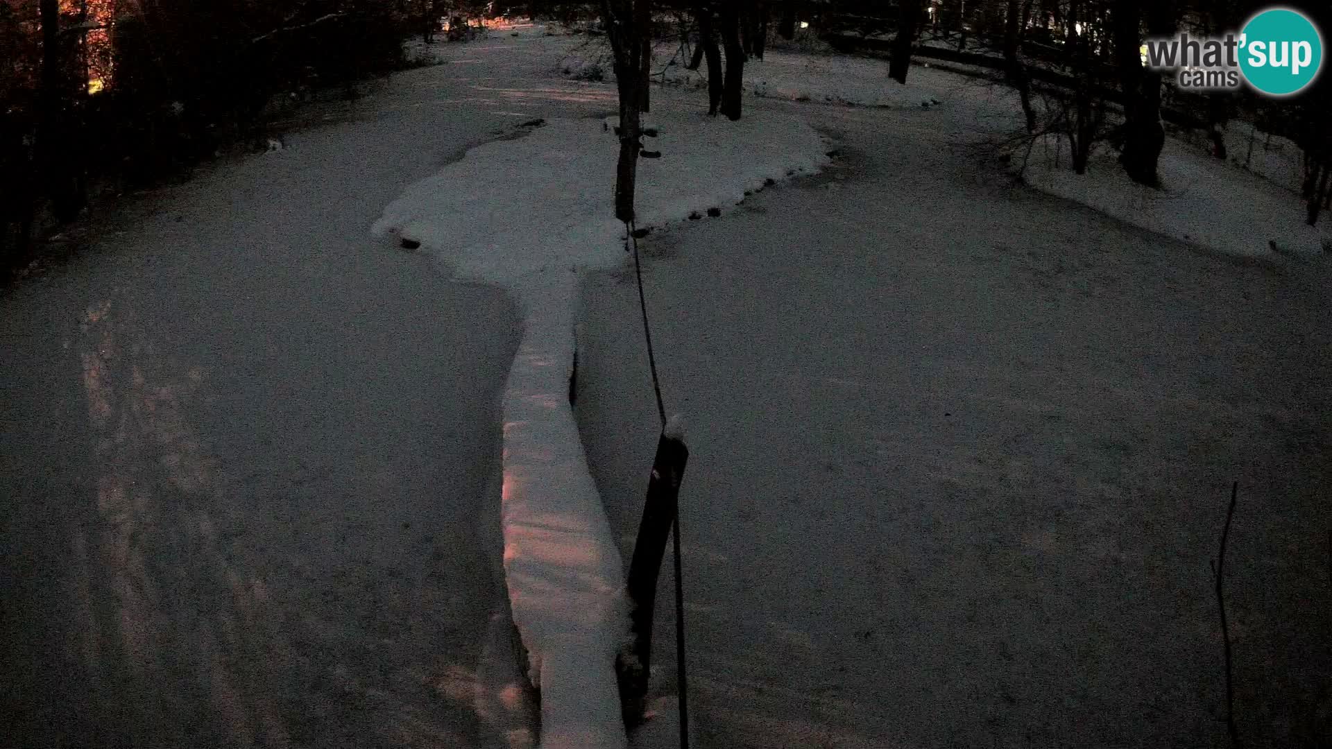 Schwarzweiße Vari Zoo Ljubljana webcam