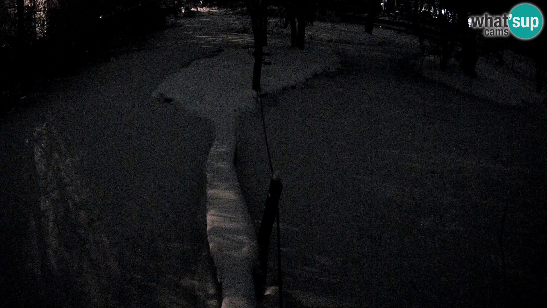 Black and white ruffed lemur Ljubljana Zoo live cam