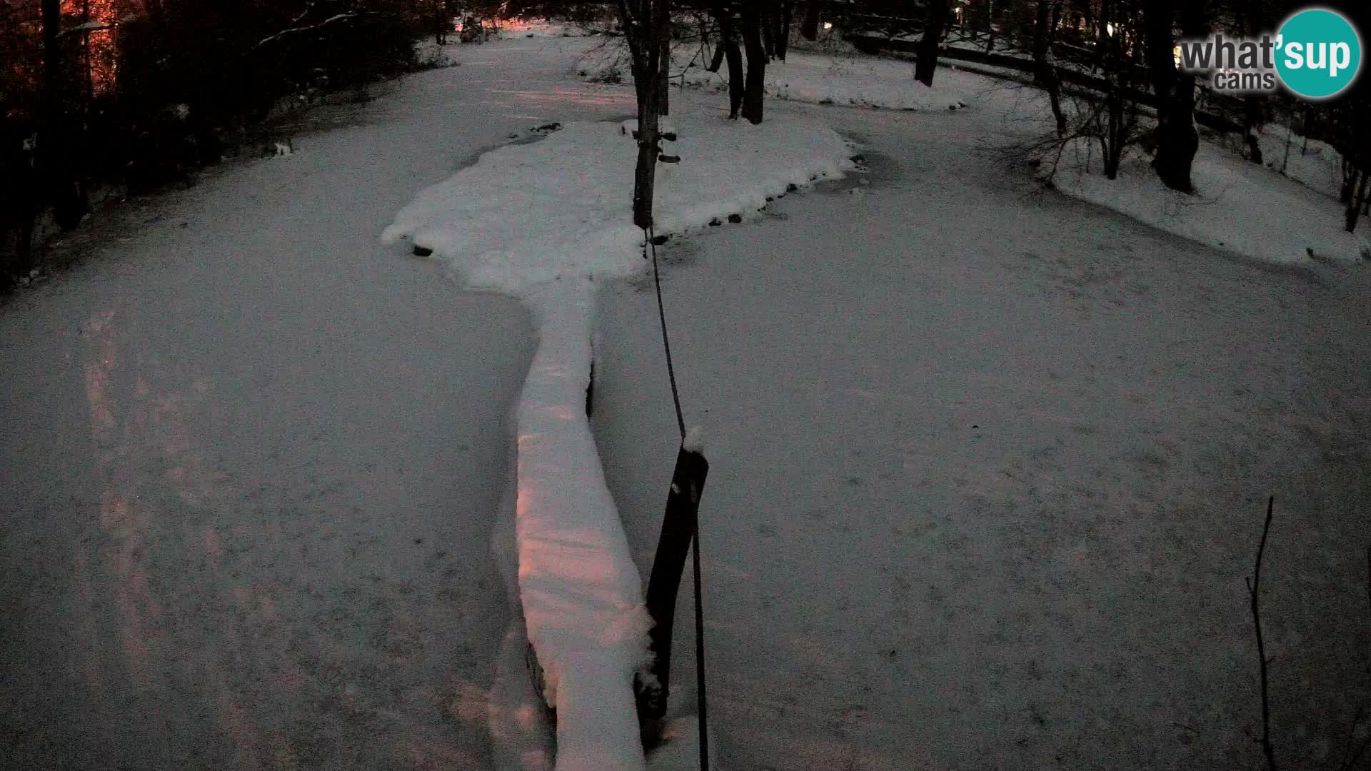 Schwarzweiße Vari Zoo Ljubljana webcam