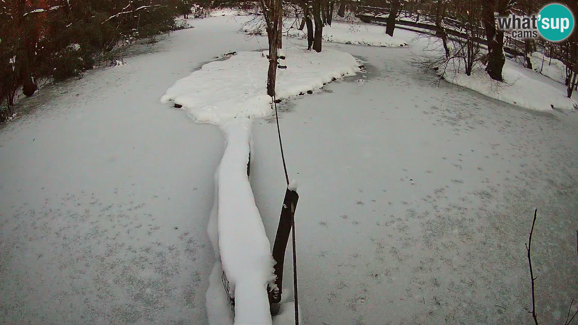 Vari noir et blanc – Ljubljana ZOO  livecam