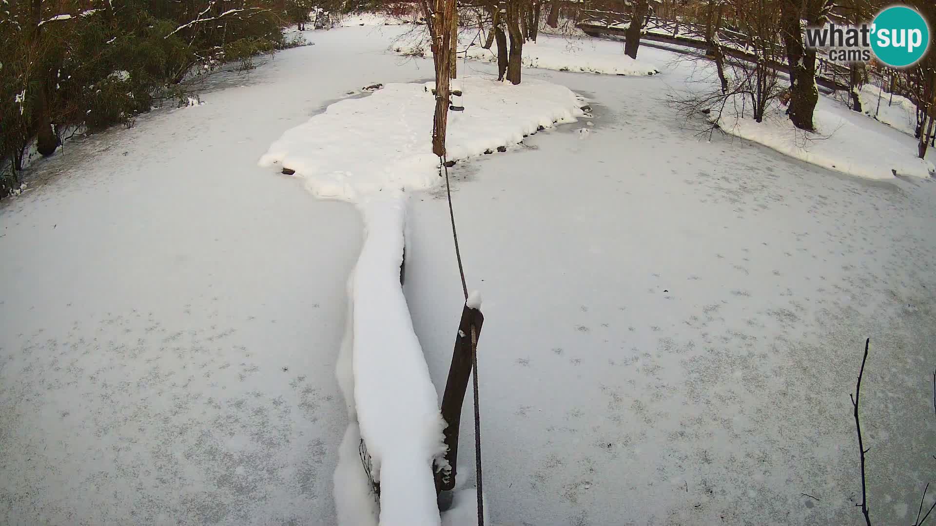 Vari noir et blanc – Ljubljana ZOO  livecam