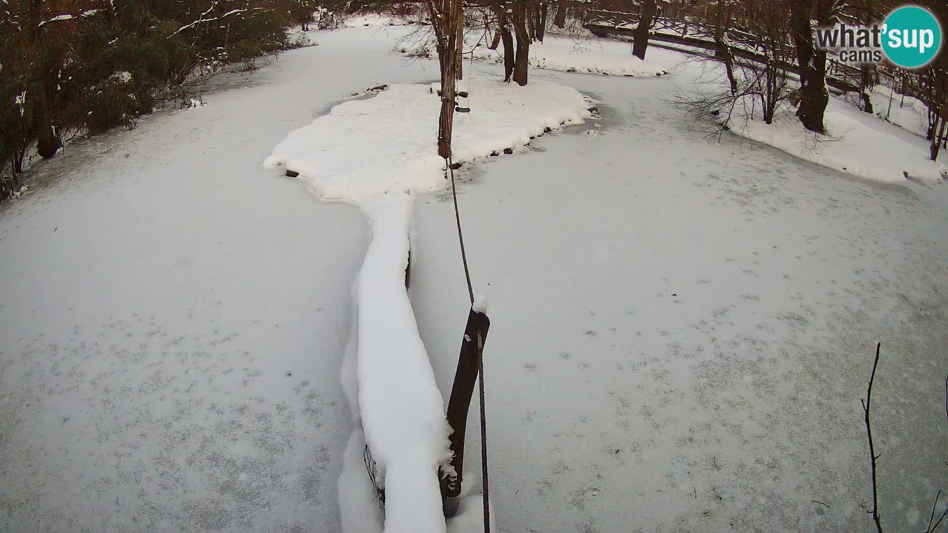 Vari bianconero Zoo Ljubljana webcam