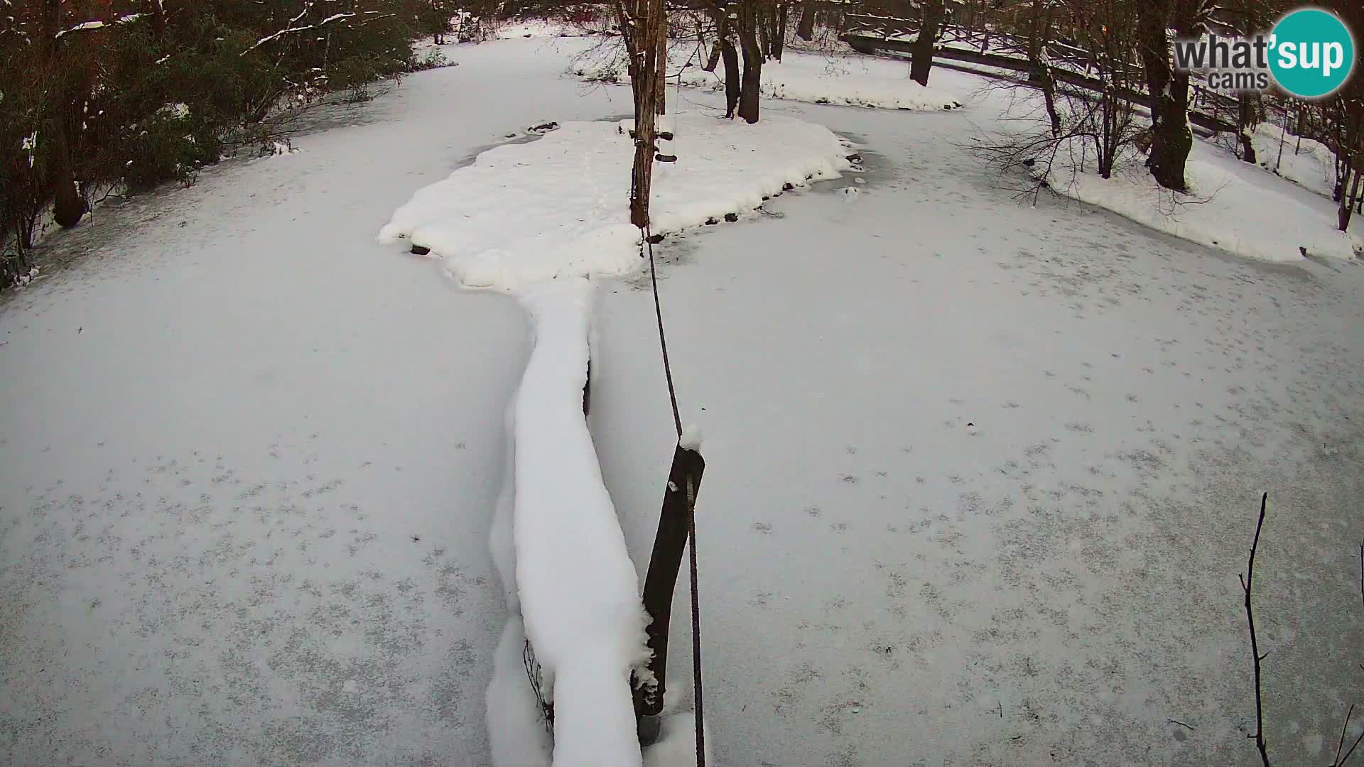 Schwarzweiße Vari Zoo Ljubljana webcam