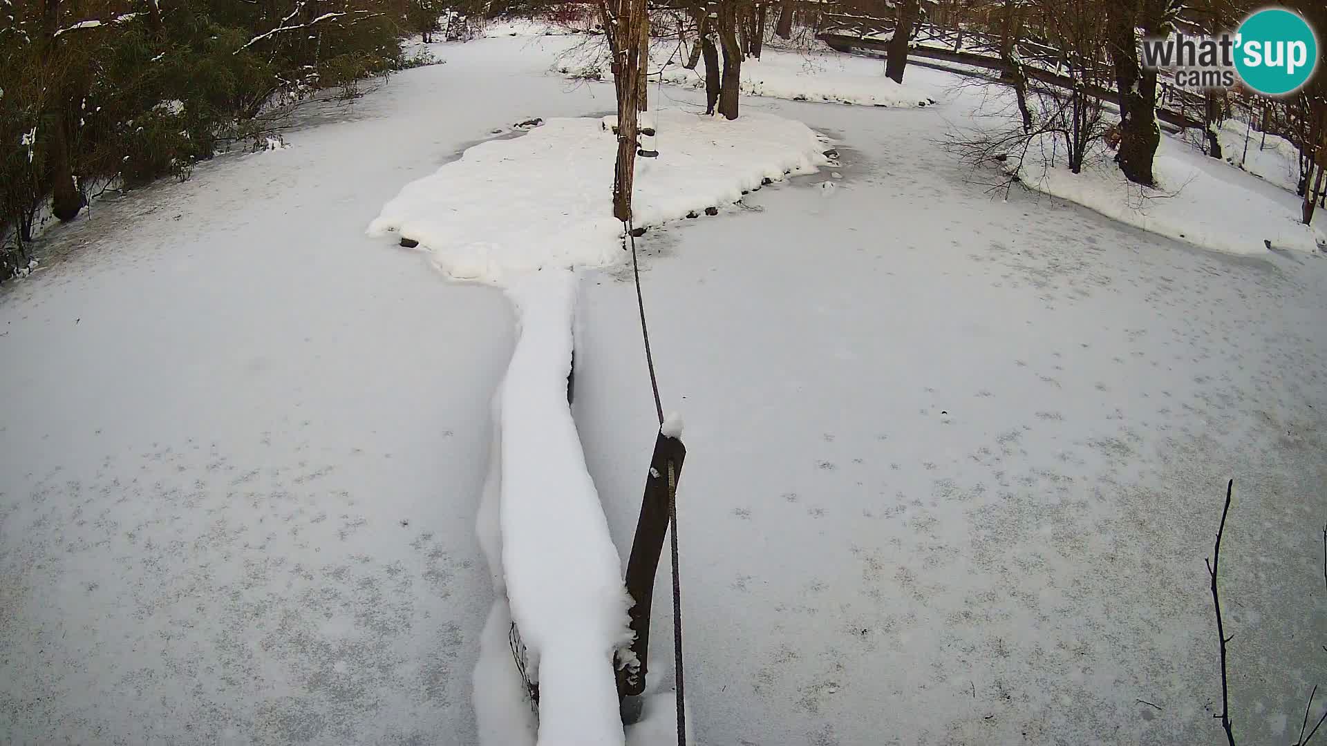 Lémur rufo blanco y negro – Ljubljana Zoo en vivo