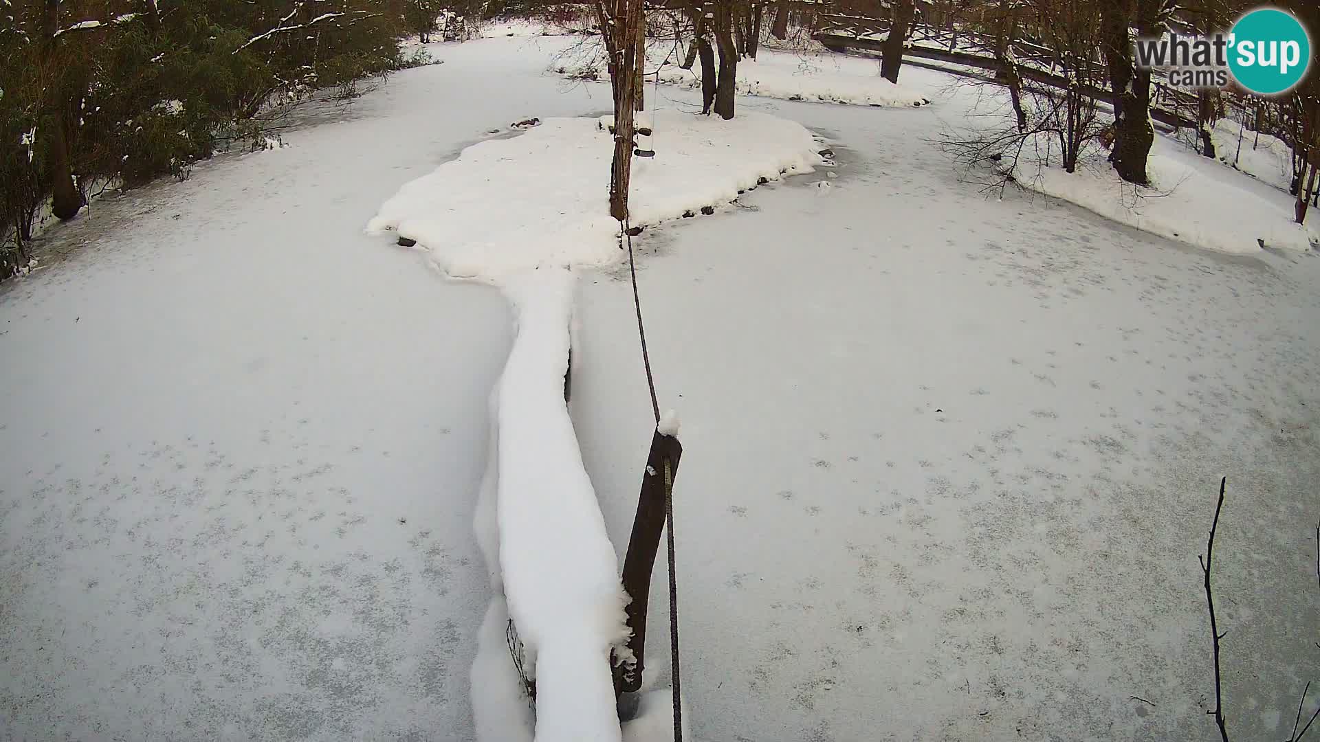 Navadni vari u živo – Ljubljana zoo