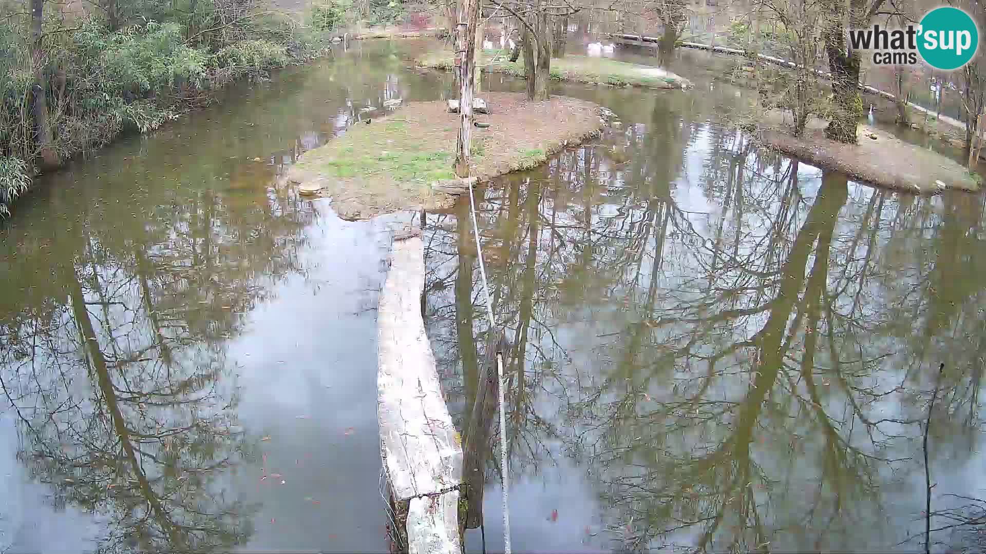Black and white ruffed lemur Ljubljana Zoo live cam