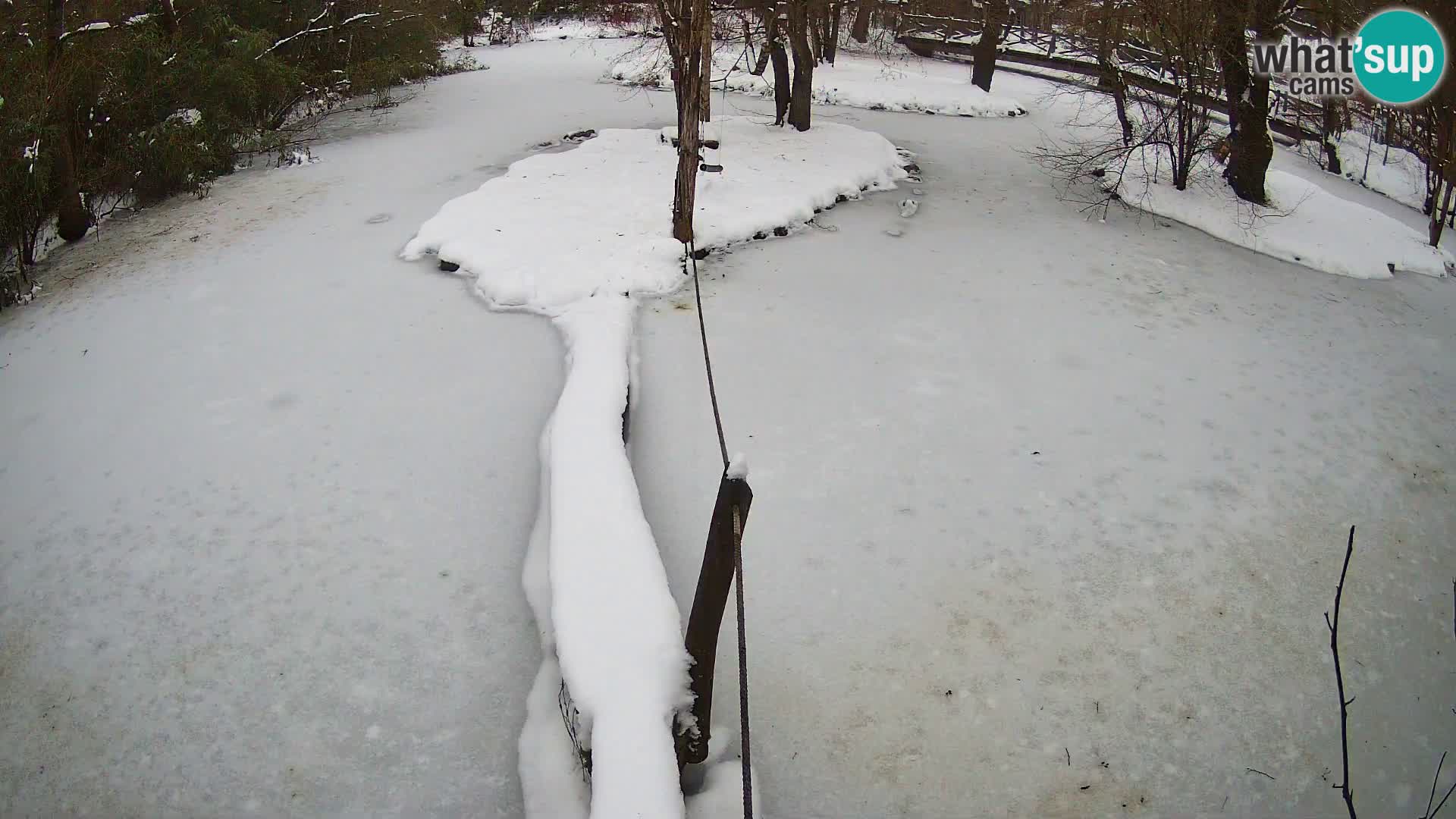 Navadni vari v živo – Ljubljana živalski vrt