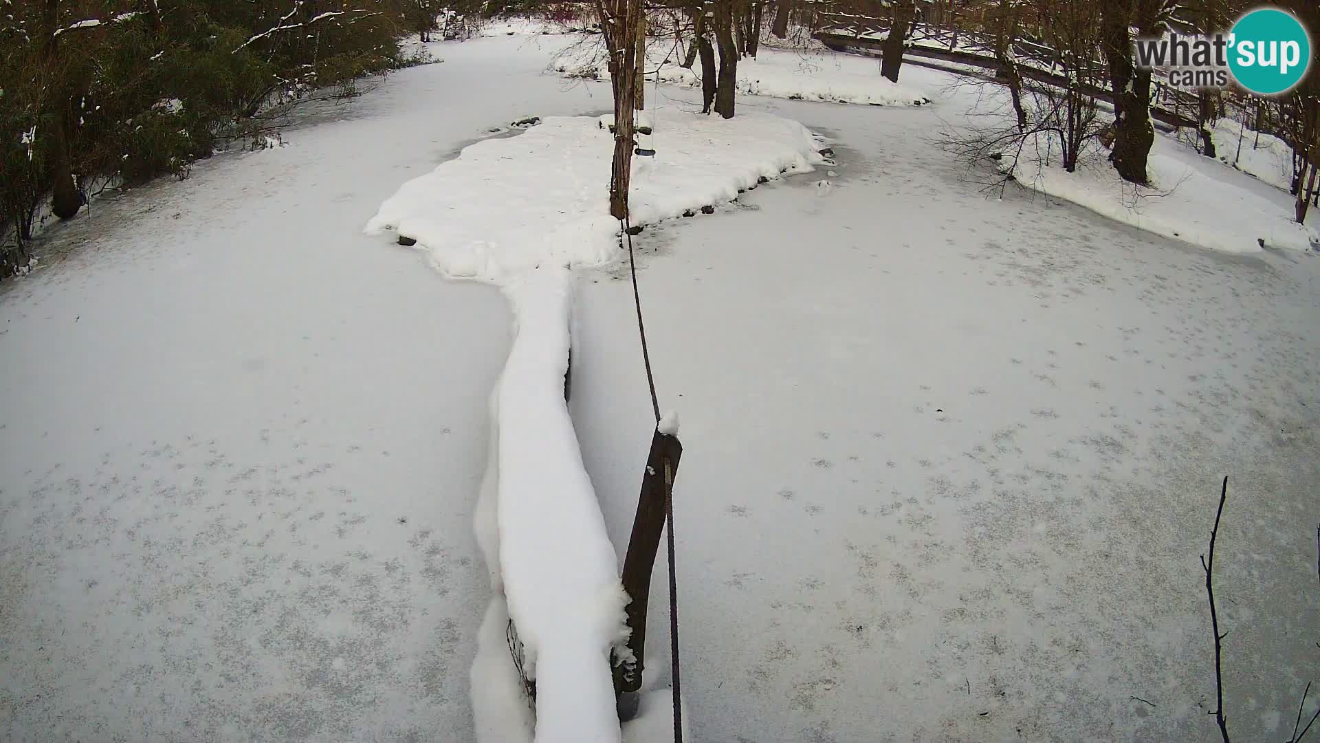Vari bianconero Zoo Ljubljana webcam