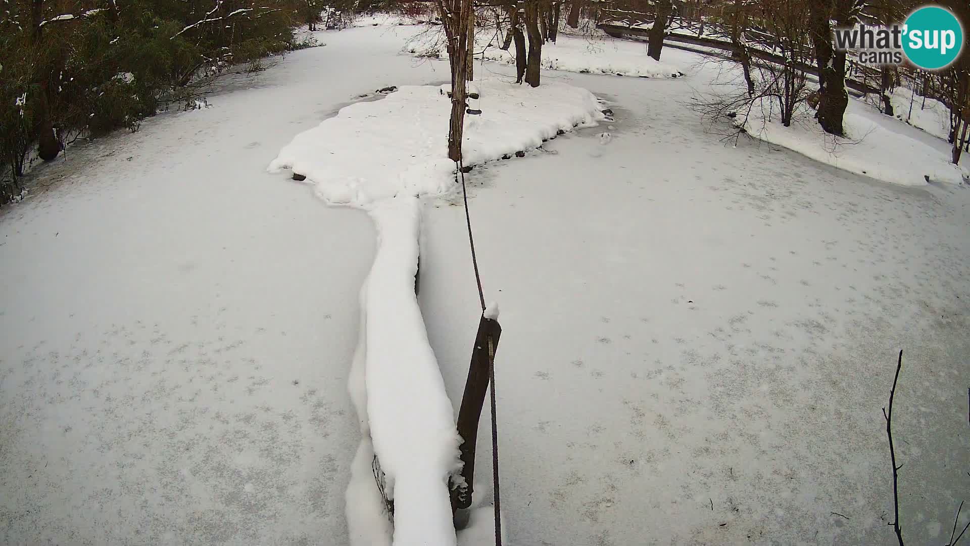 Vari bianconero Zoo Ljubljana webcam