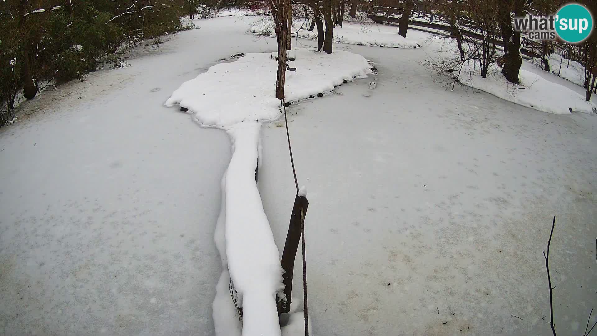 Vari bianconero Zoo Ljubljana webcam