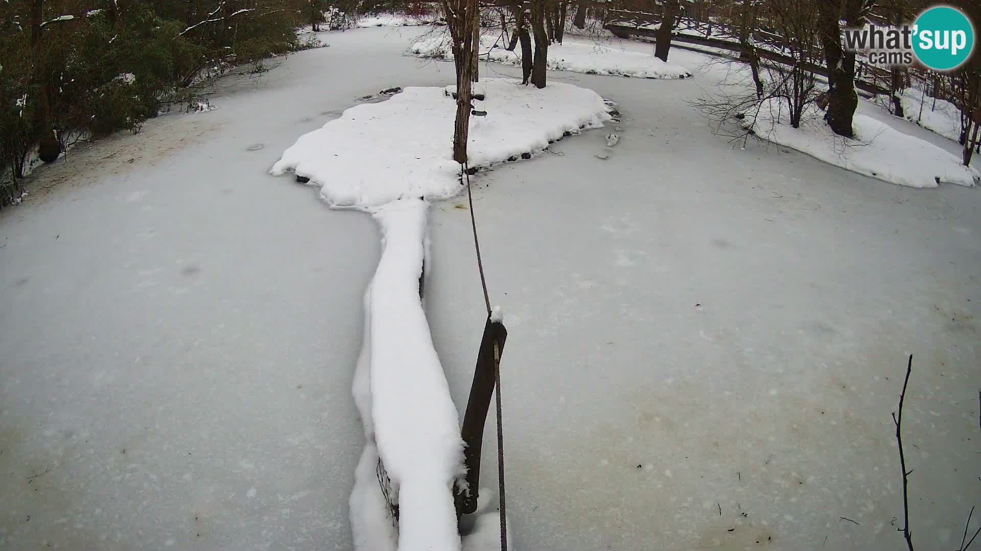 Navadni vari u živo – Ljubljana zoo