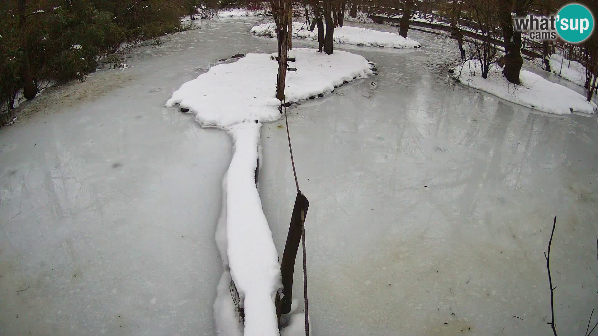 Schwarzweiße Vari Zoo Ljubljana webcam
