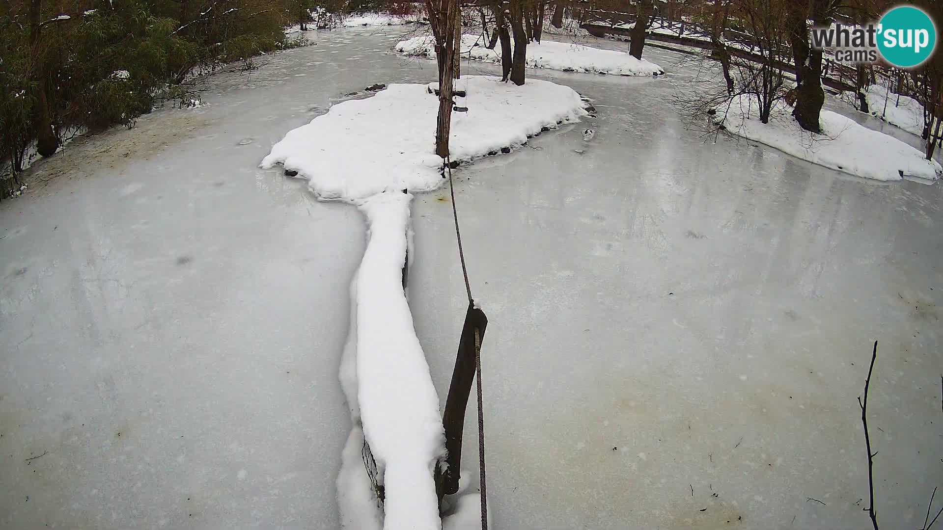Schwarzweiße Vari Zoo Ljubljana webcam