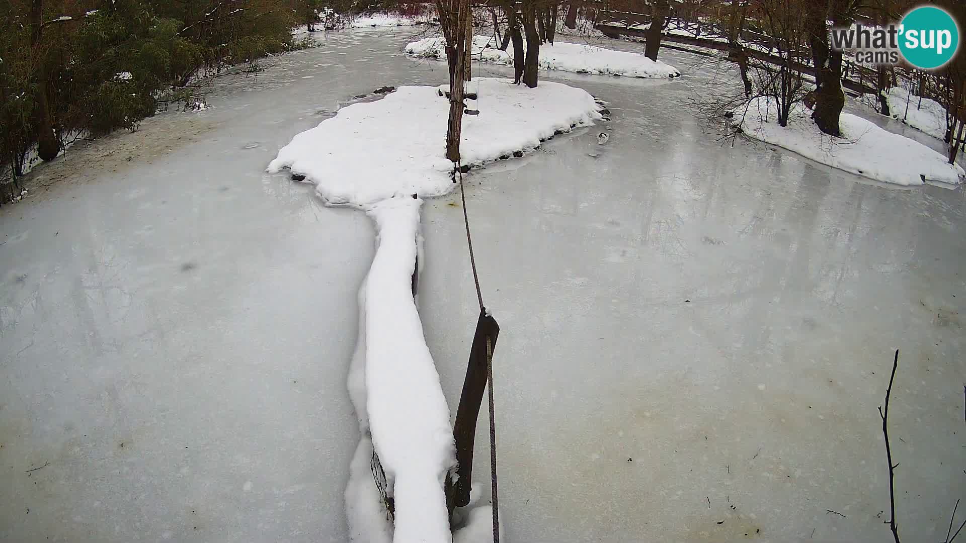 Schwarzweiße Vari Zoo Ljubljana webcam