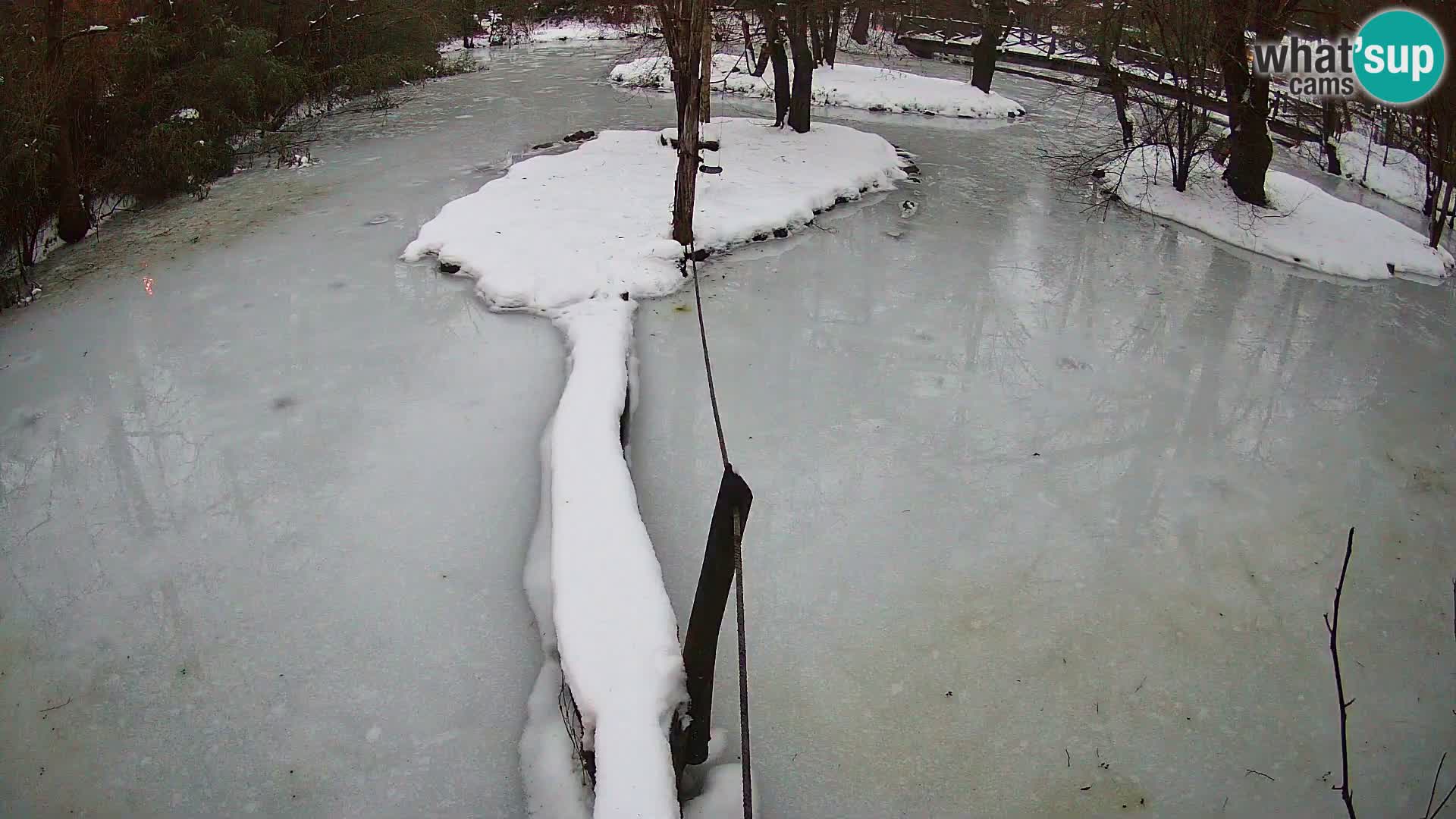 Vari bianconero Zoo Ljubljana webcam
