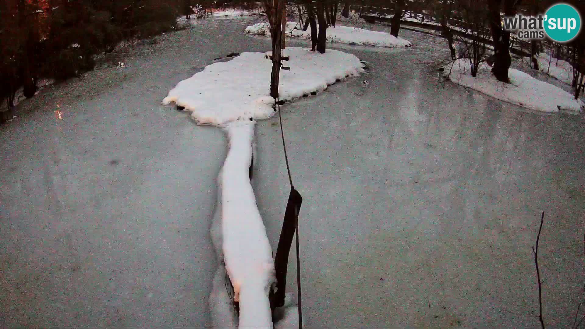 Vari bianconero Zoo Ljubljana webcam