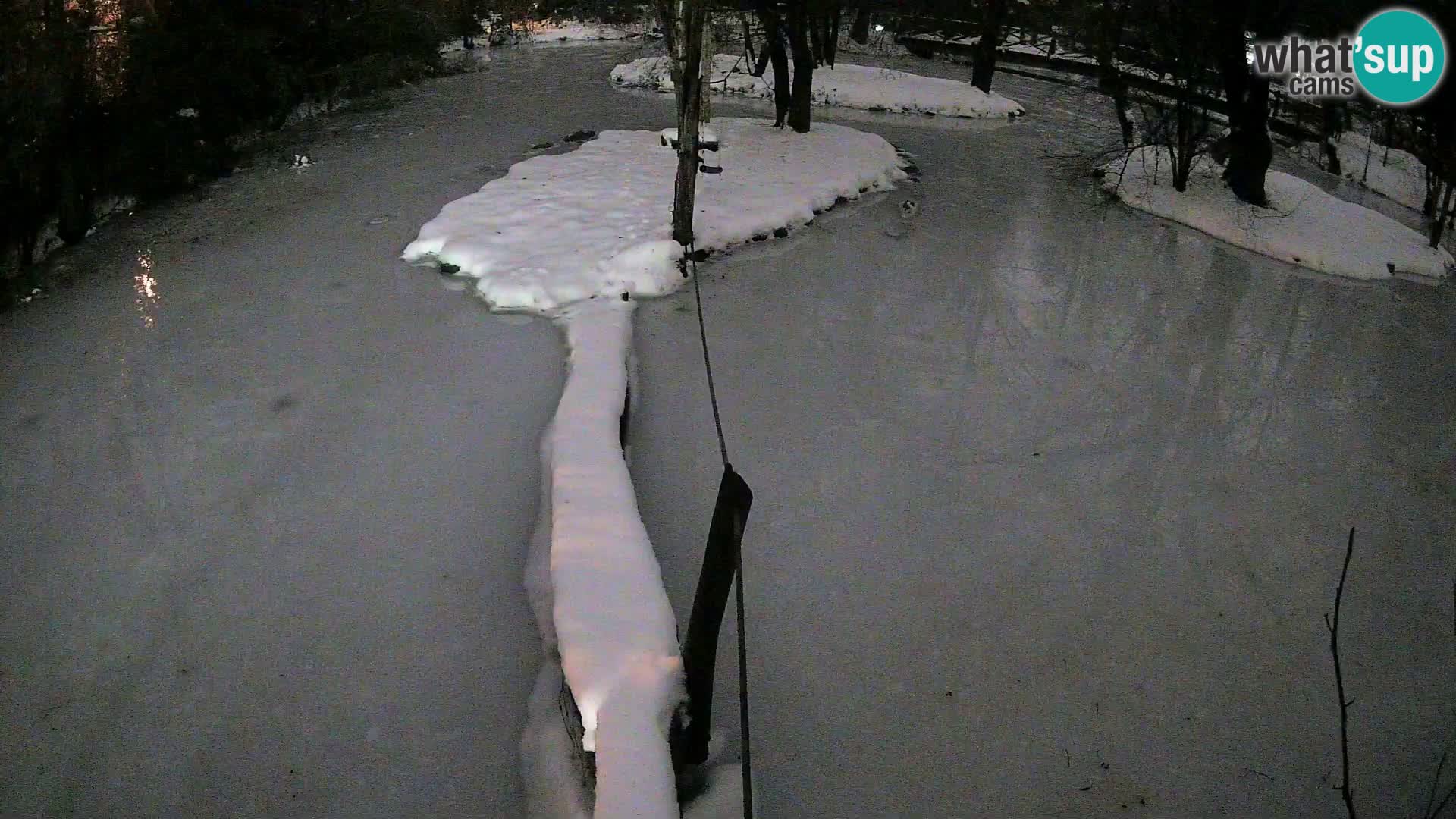 Schwarzweiße Vari Zoo Ljubljana webcam