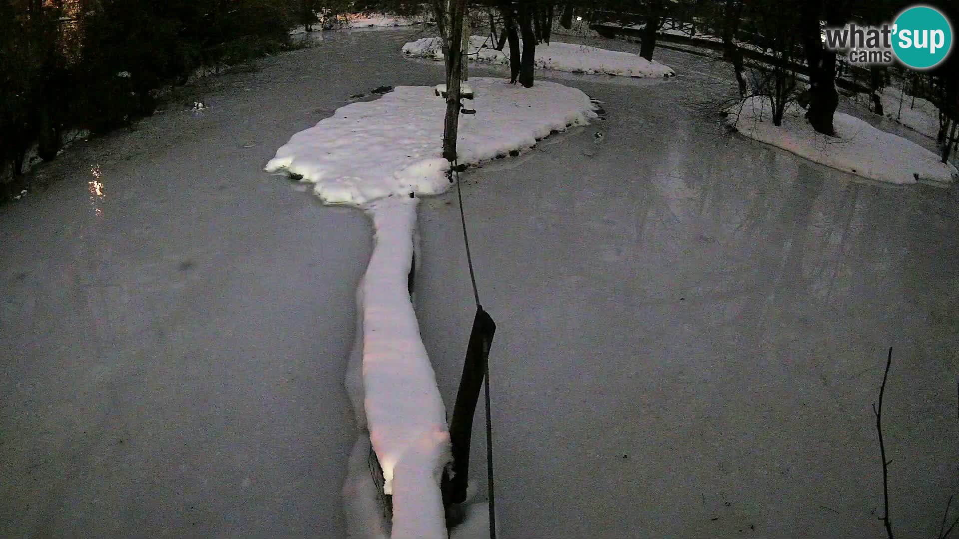 Schwarzweiße Vari Zoo Ljubljana webcam