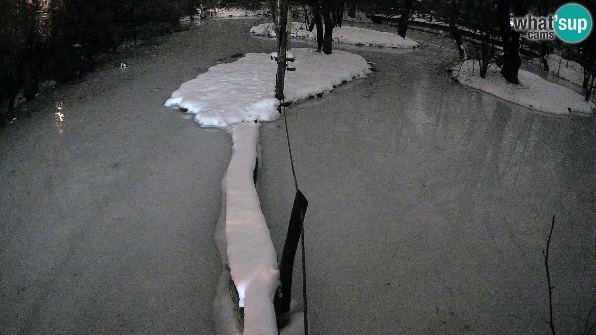 Schwarzweiße Vari Zoo Ljubljana webcam