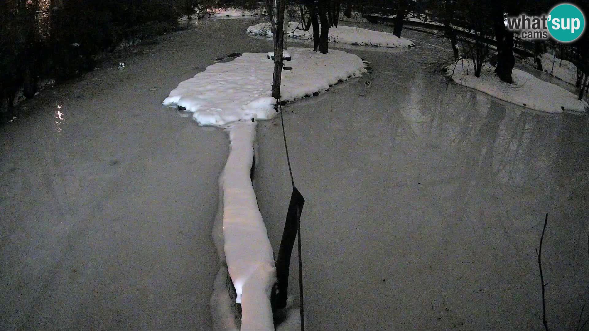 Vari bianconero Zoo Ljubljana webcam