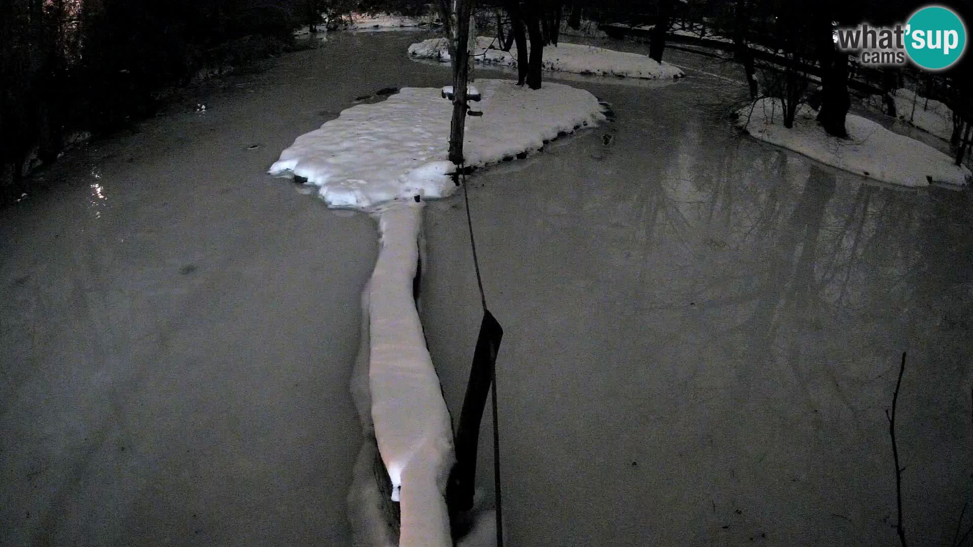 Schwarzweiße Vari Zoo Ljubljana webcam