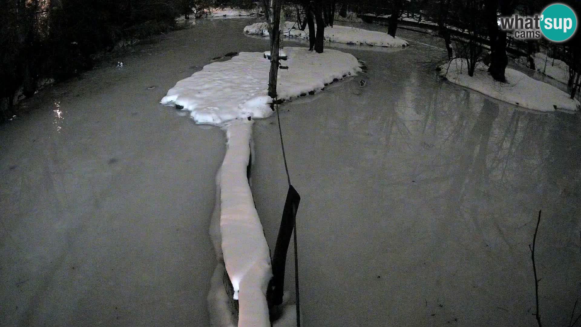 Lémur rufo blanco y negro – Ljubljana Zoo en vivo