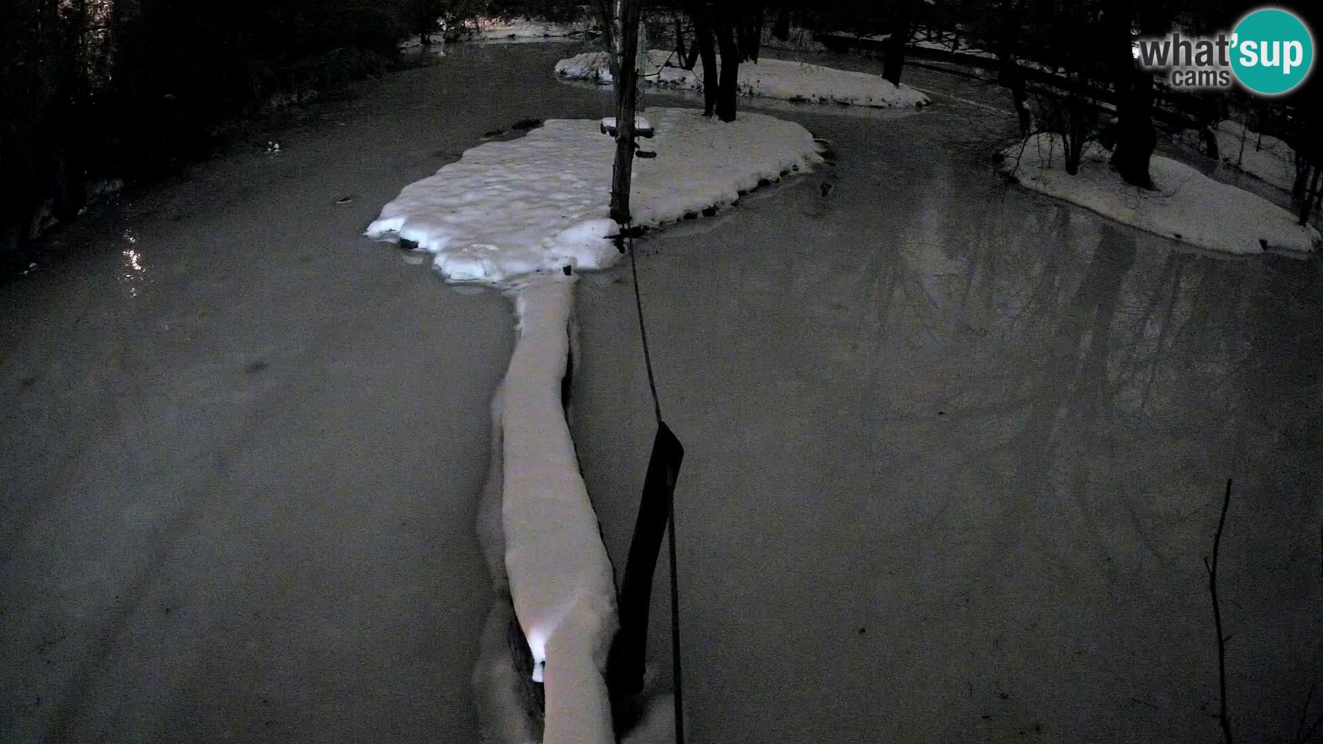 Black and white ruffed lemur Ljubljana Zoo live cam