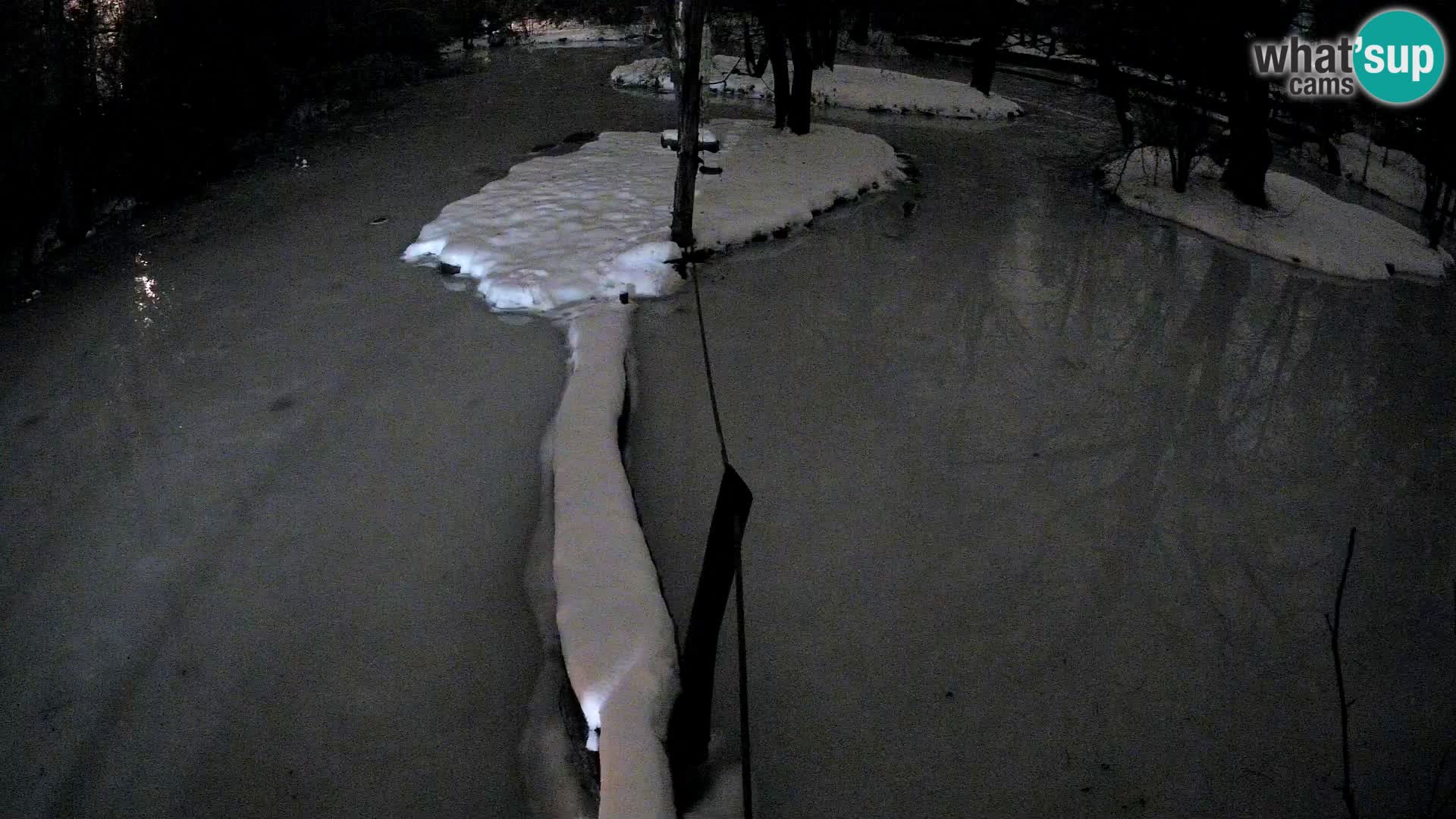 Vari noir et blanc – Ljubljana ZOO  livecam