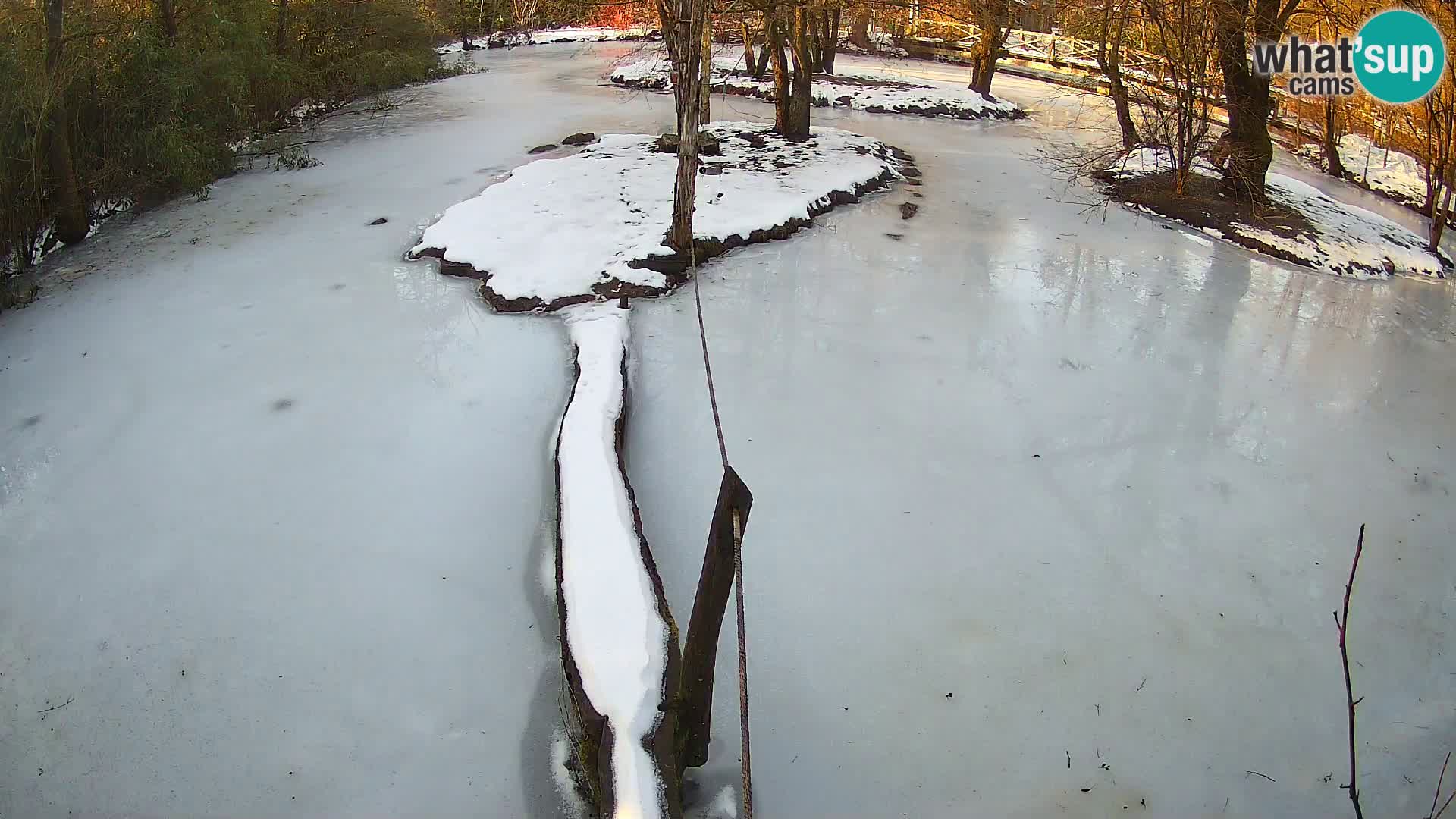 Navadni vari v živo – Ljubljana živalski vrt