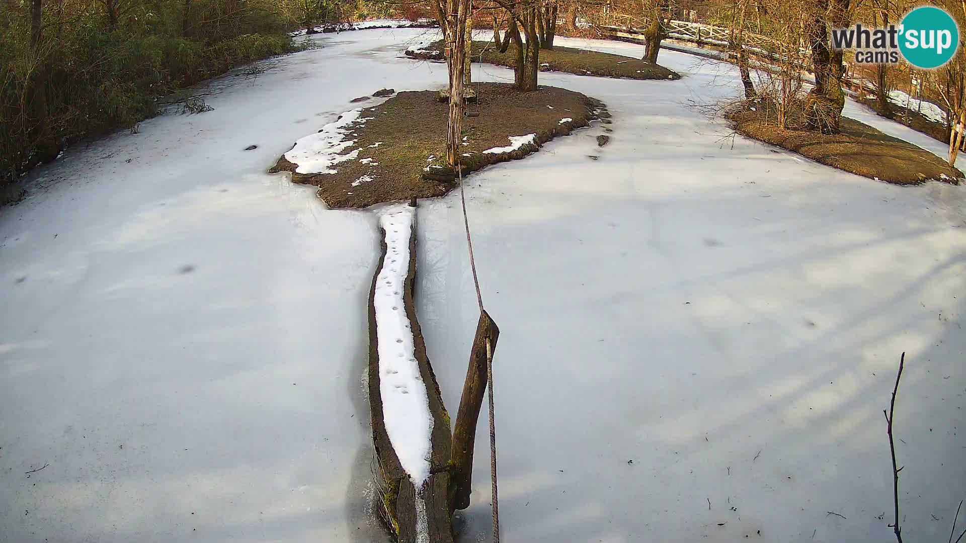 Schwarzweiße Vari Zoo Ljubljana webcam