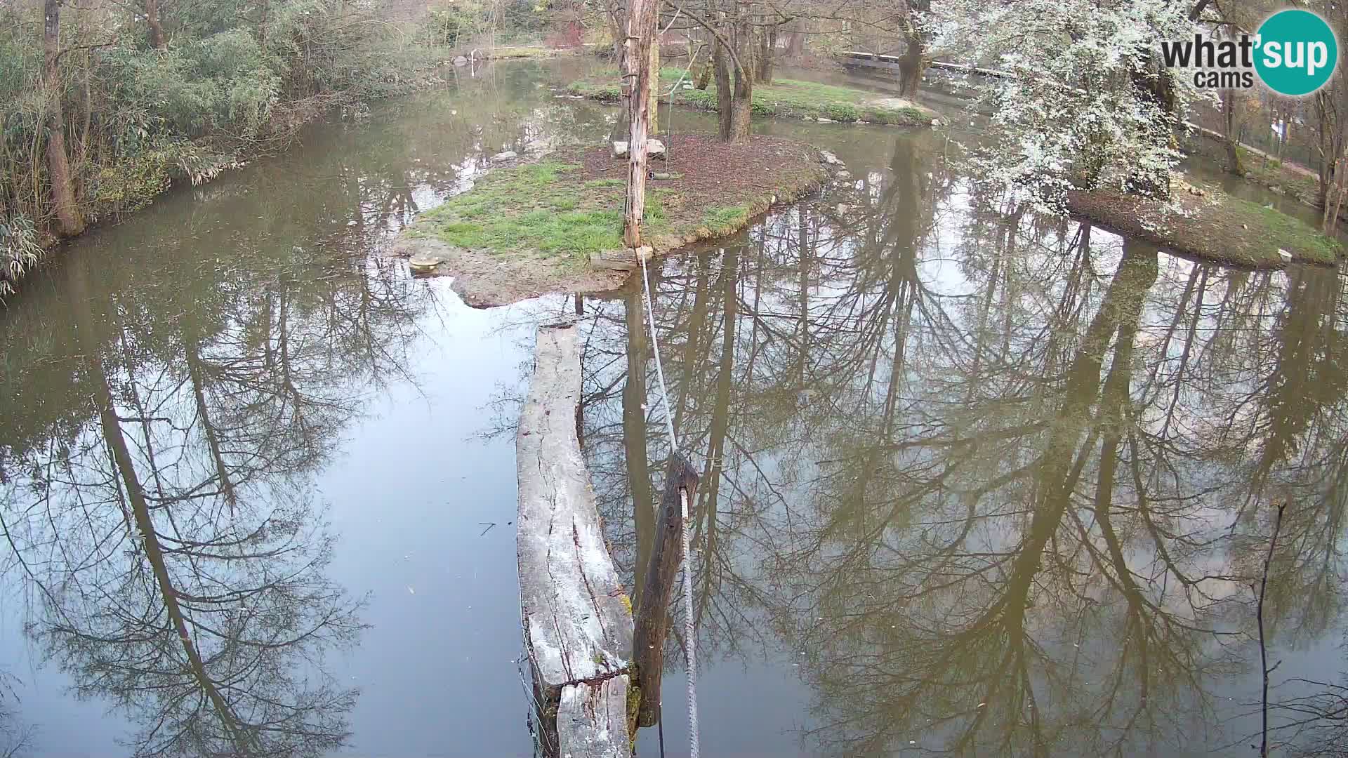 Vari bianconero Zoo Ljubljana webcam