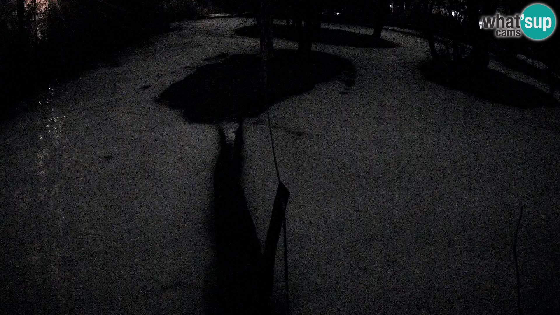 Black and white ruffed lemur Ljubljana Zoo live cam