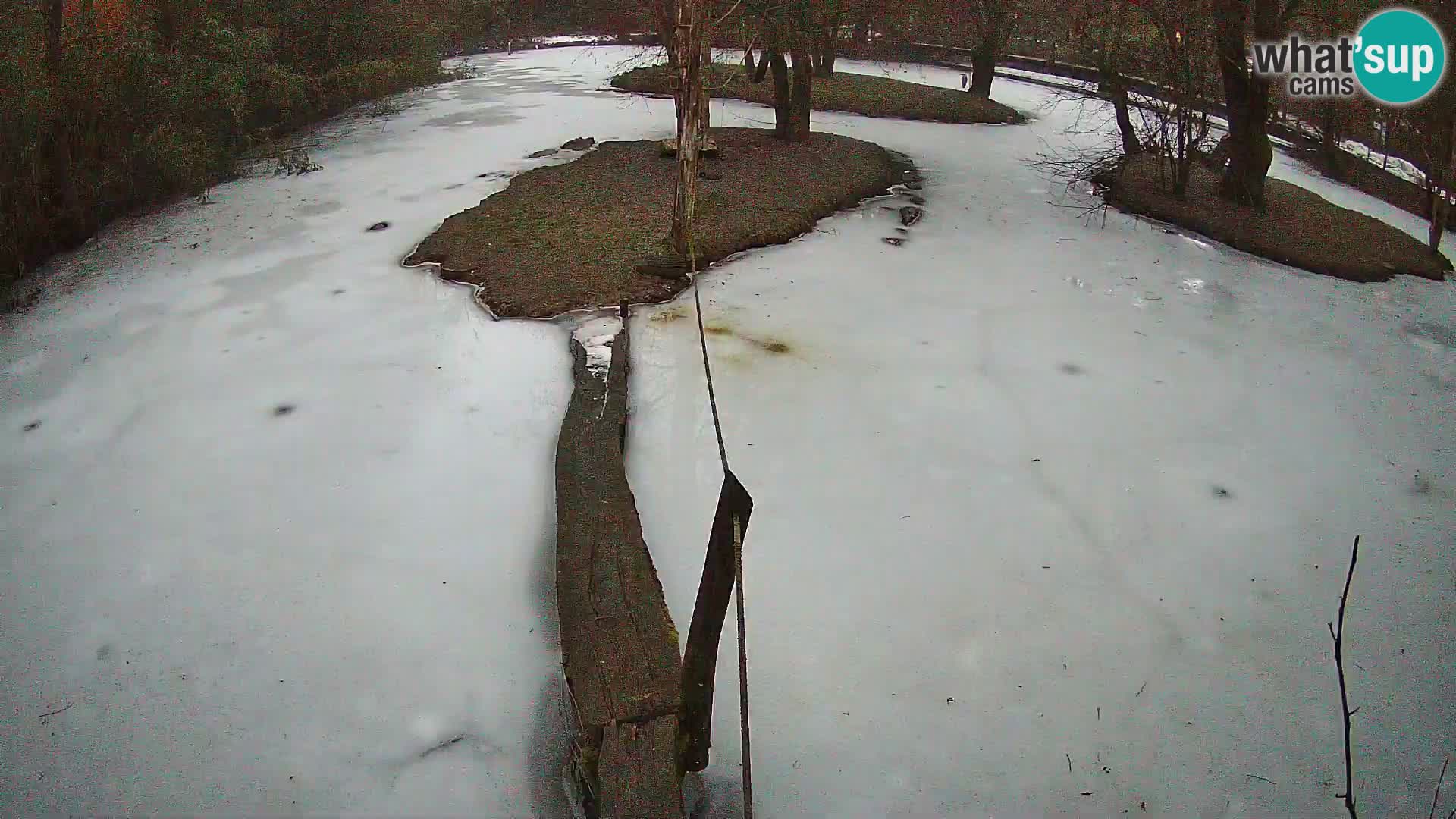 Black and white ruffed lemur Ljubljana Zoo live cam
